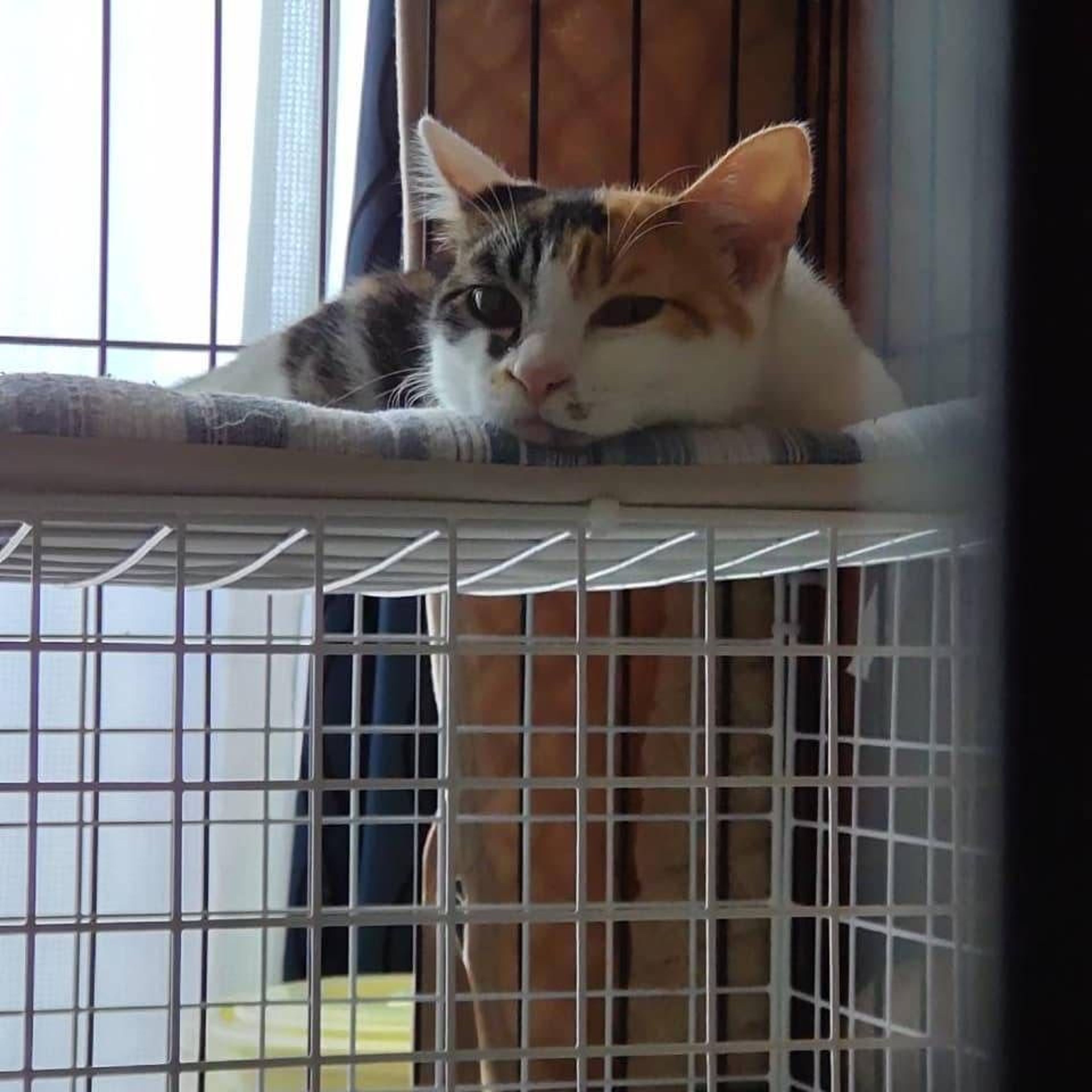 pet-image-4
