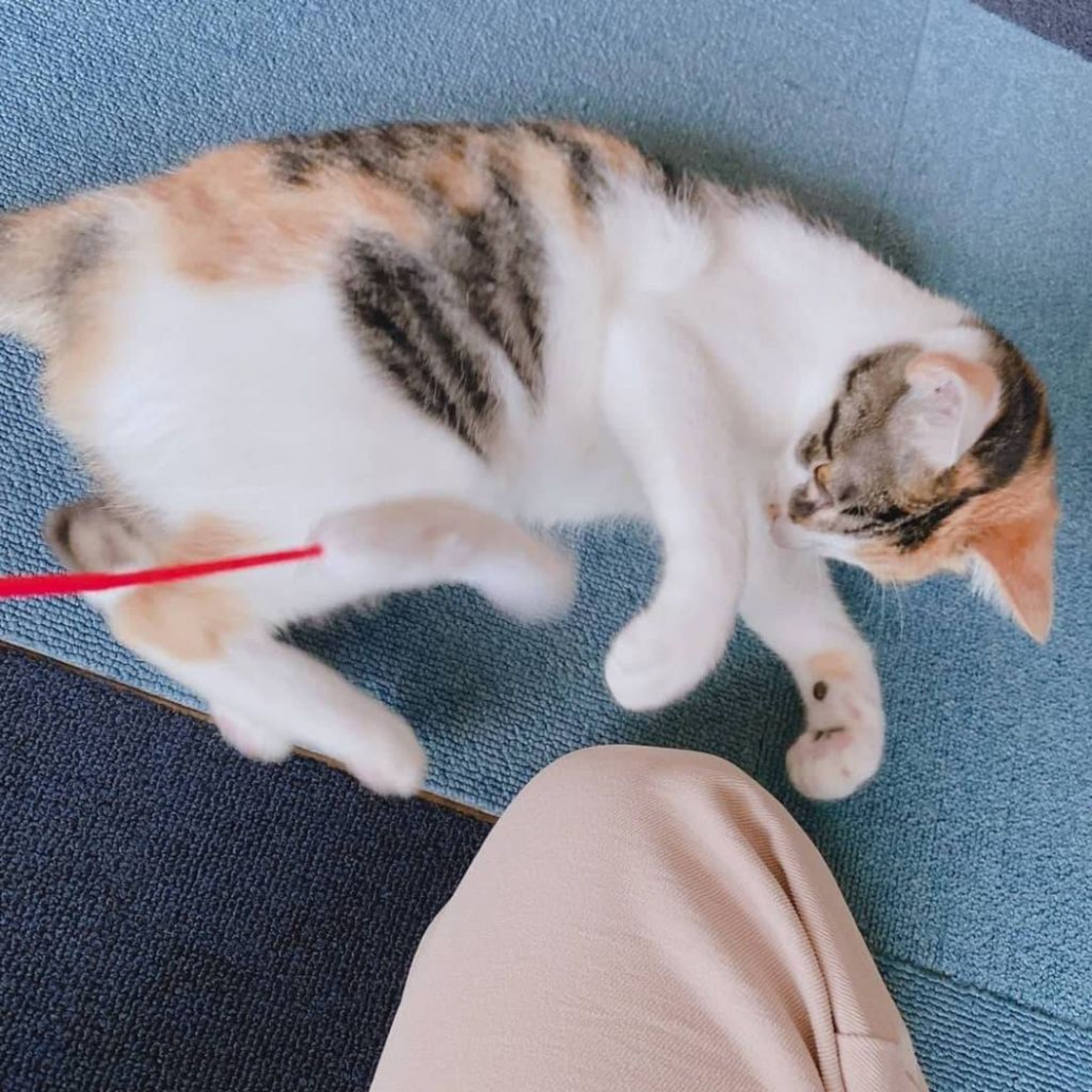 pet-image-5