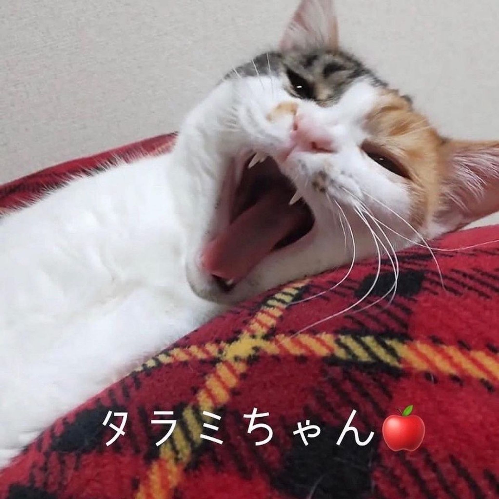 日本猫・メスの里親募集の写真