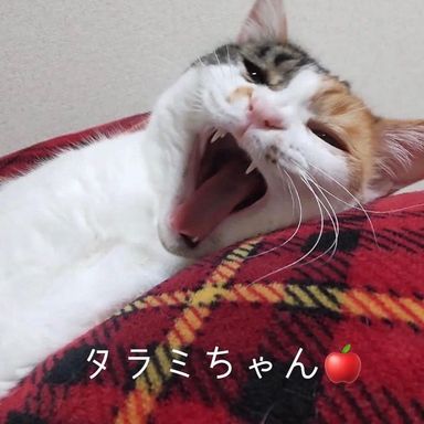 タラミ♡の写真
