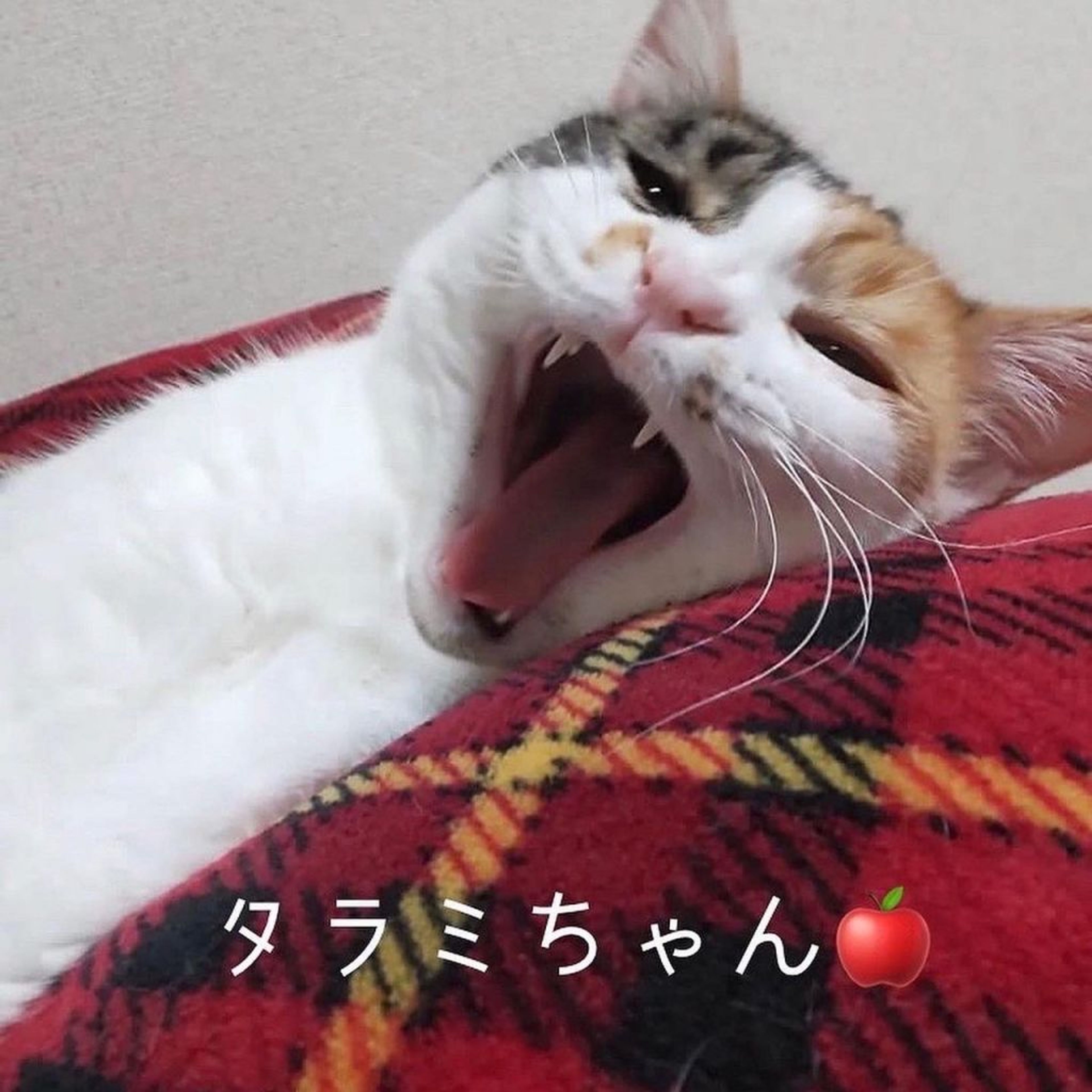 日本猫・メスの里親募集の写真