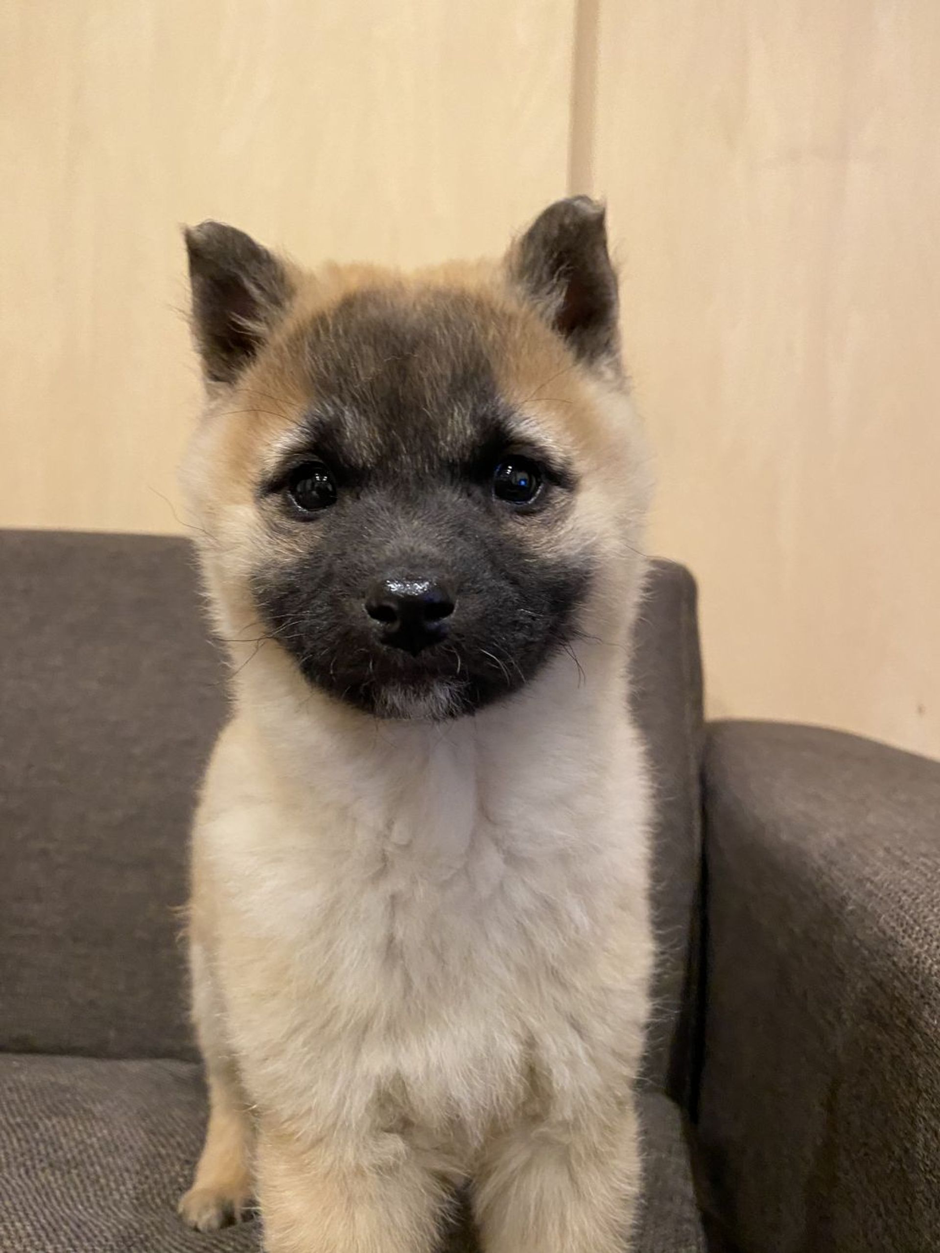 雑種（ミックス犬）・メスの里親募集の写真