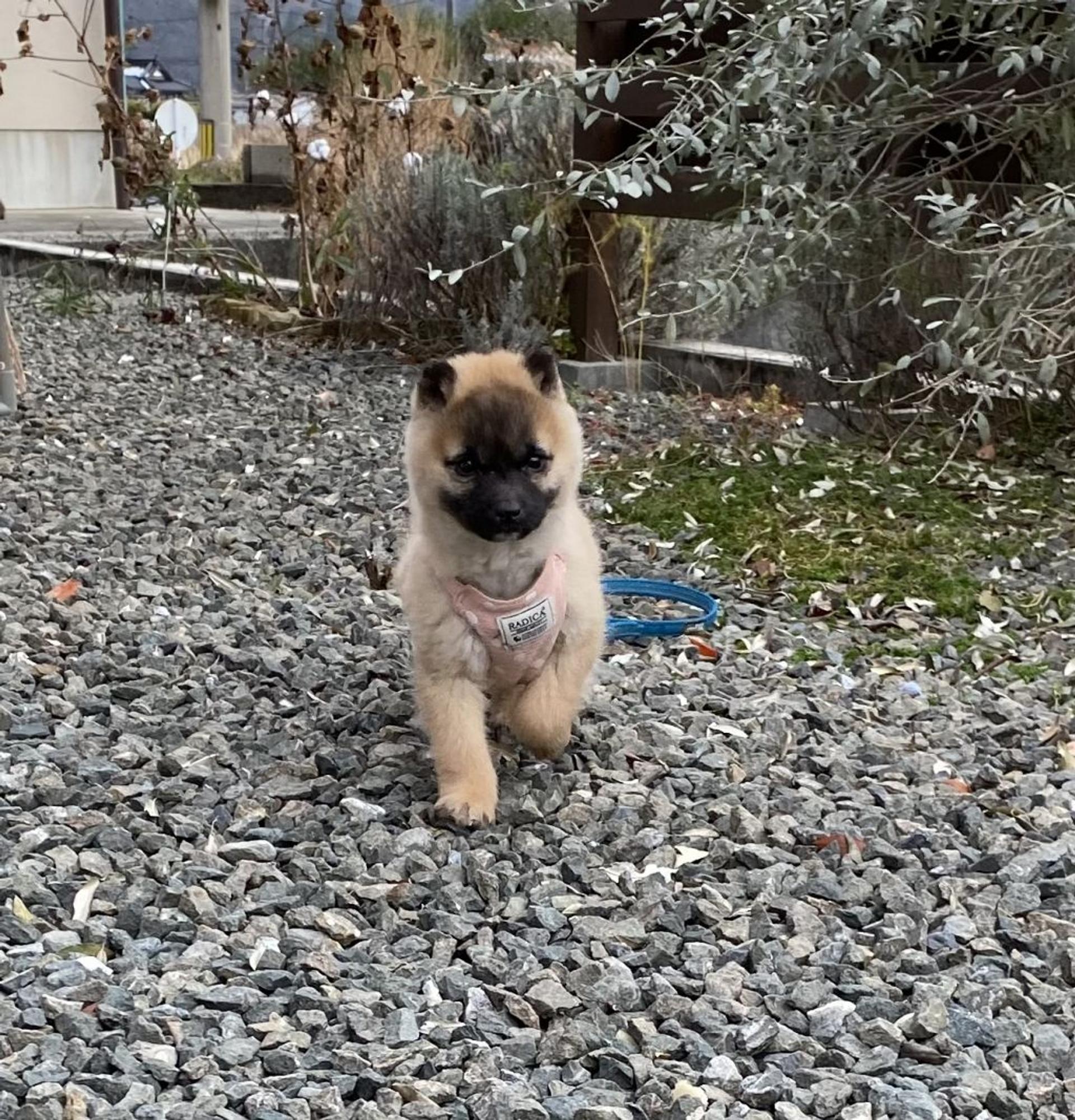 pet-image-6