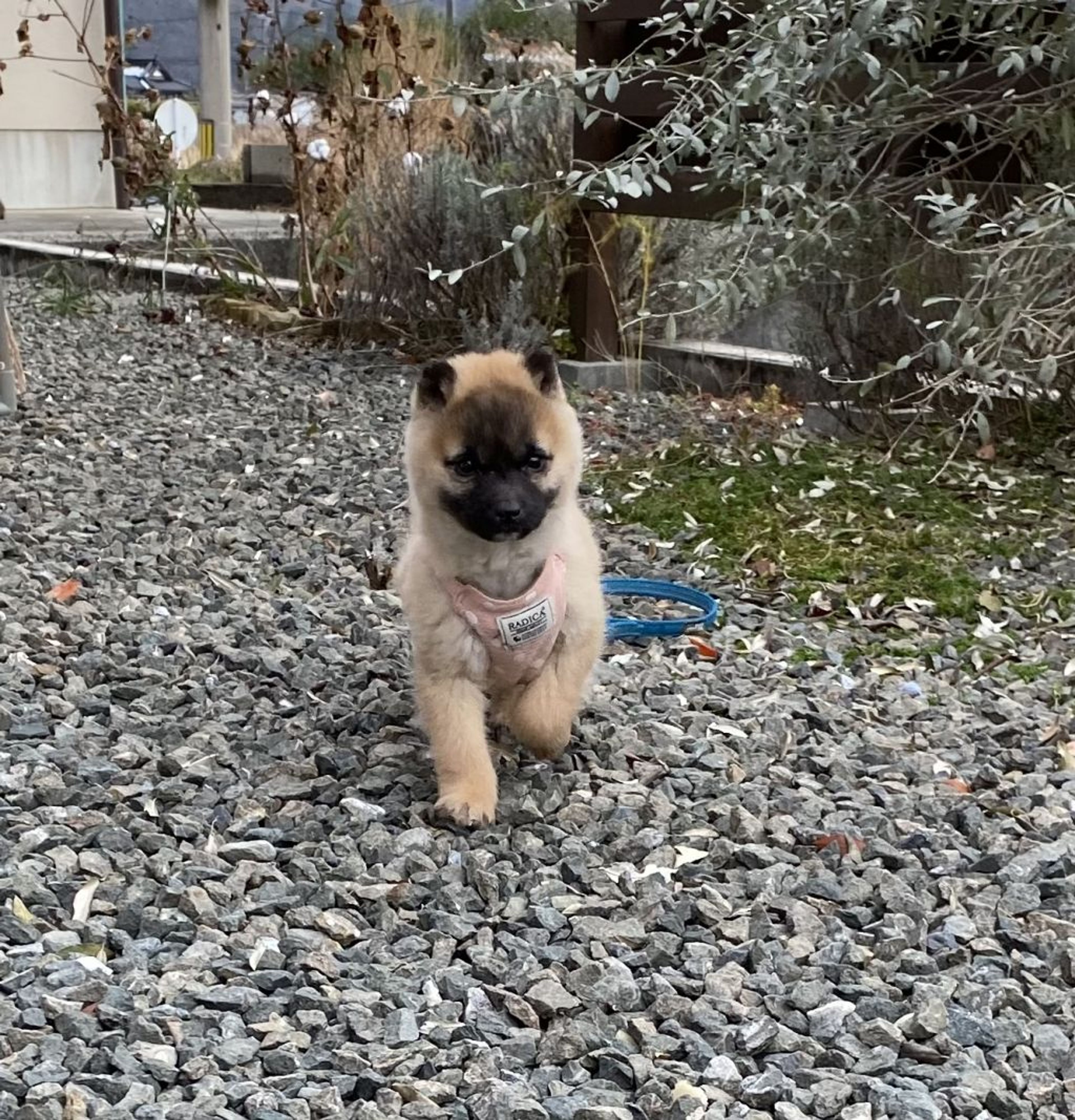 pet-image-6