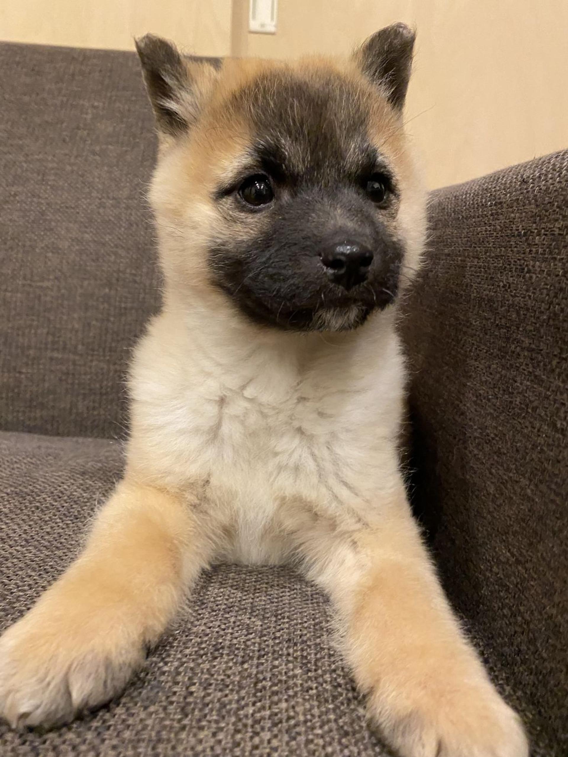 pet-image-7