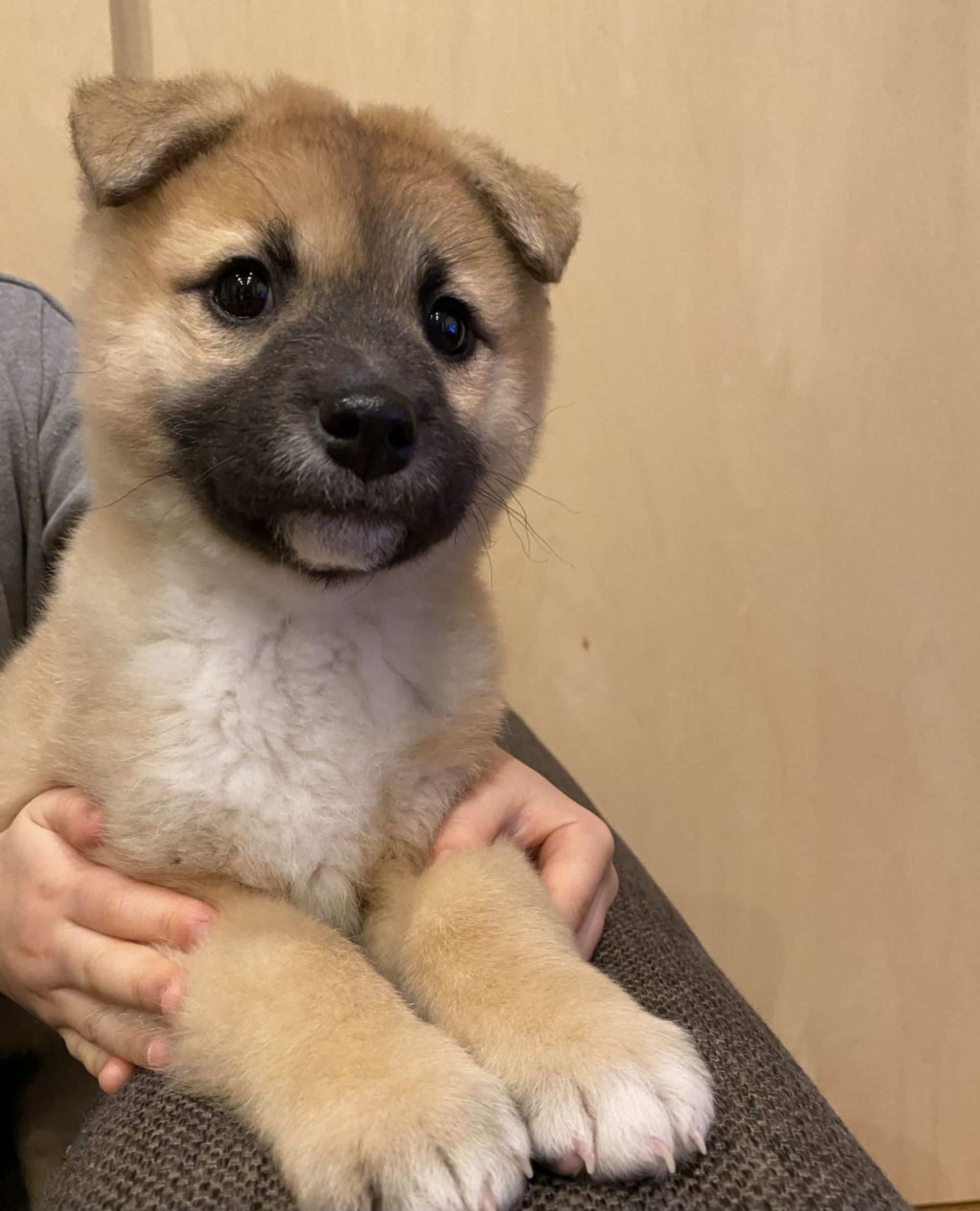 雑種（ミックス犬）・オスの里親募集の写真