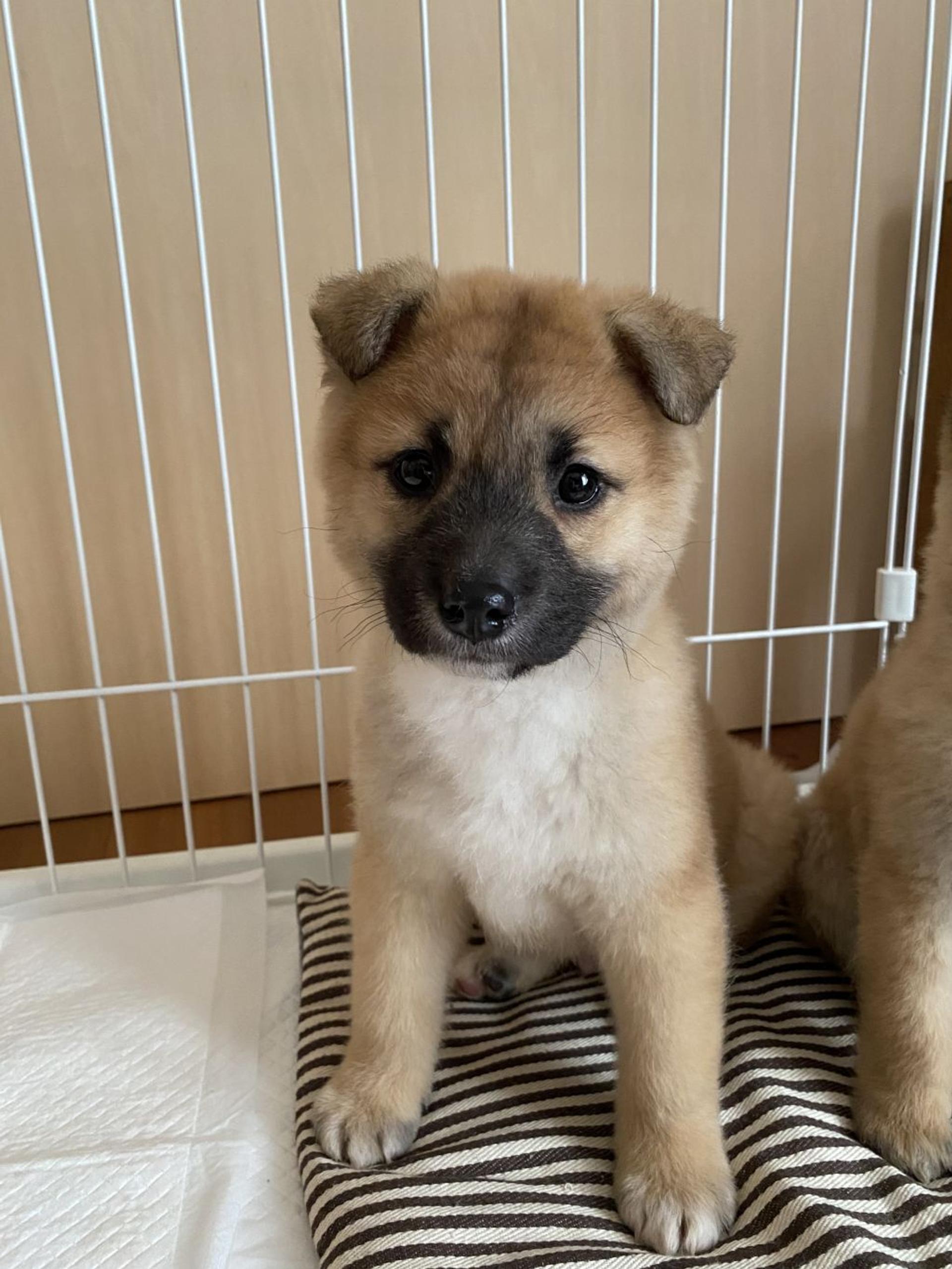 pet-image-4
