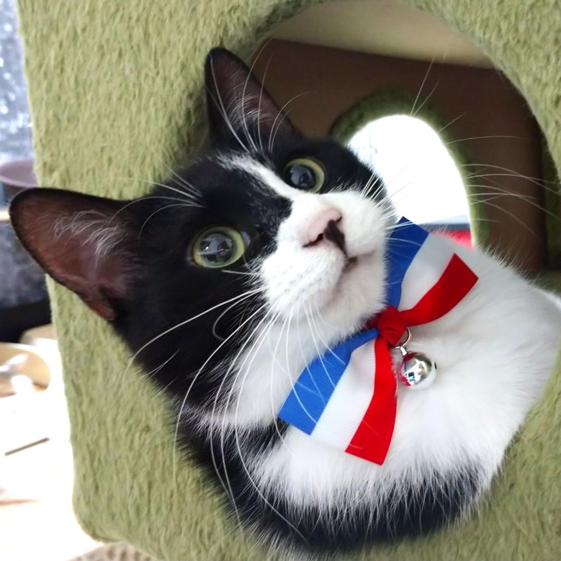 pet-image-2