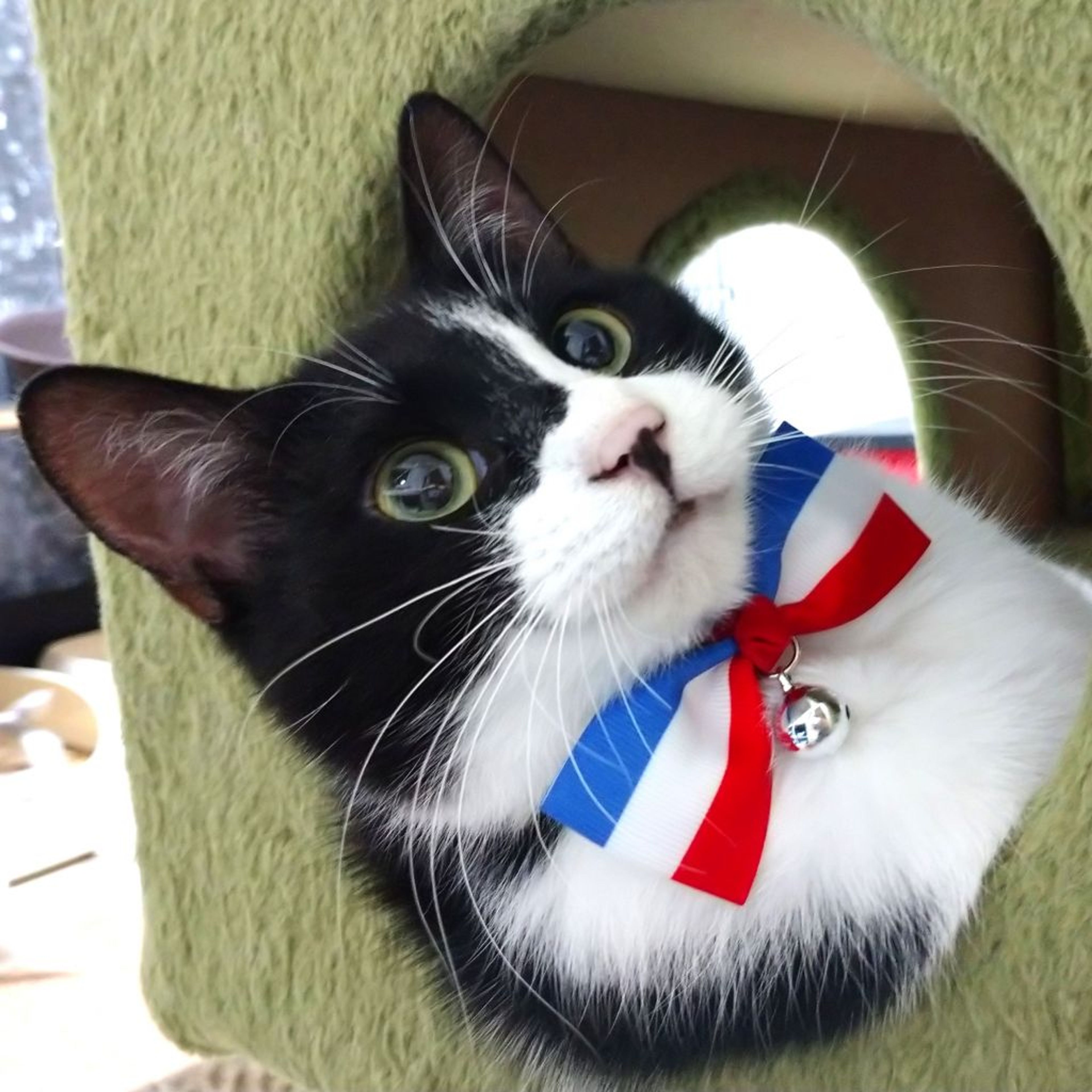 pet-image-2