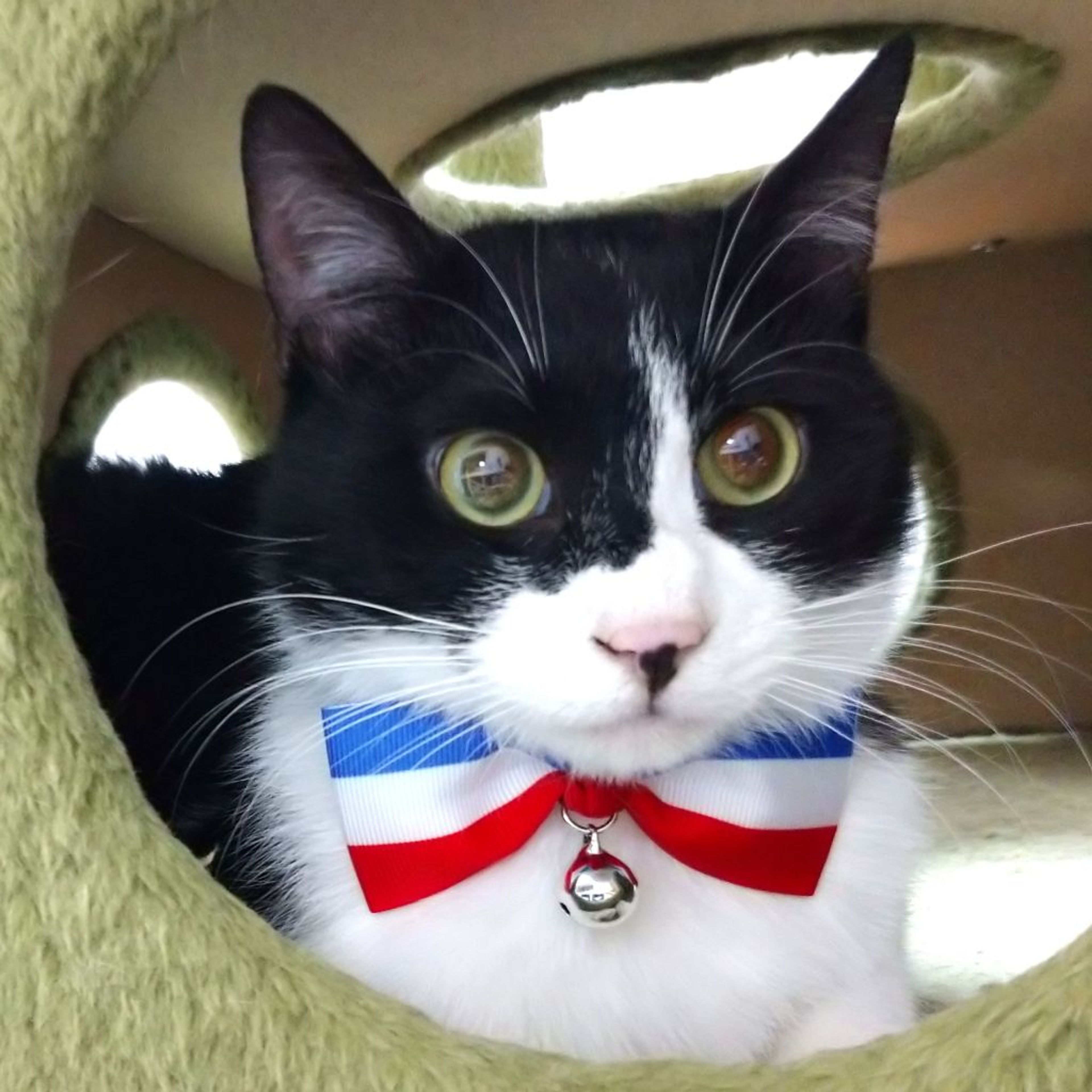 pet-image-3