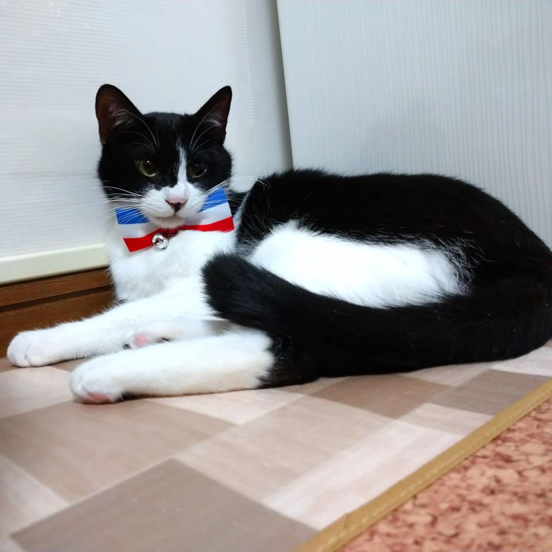 pet-image-4