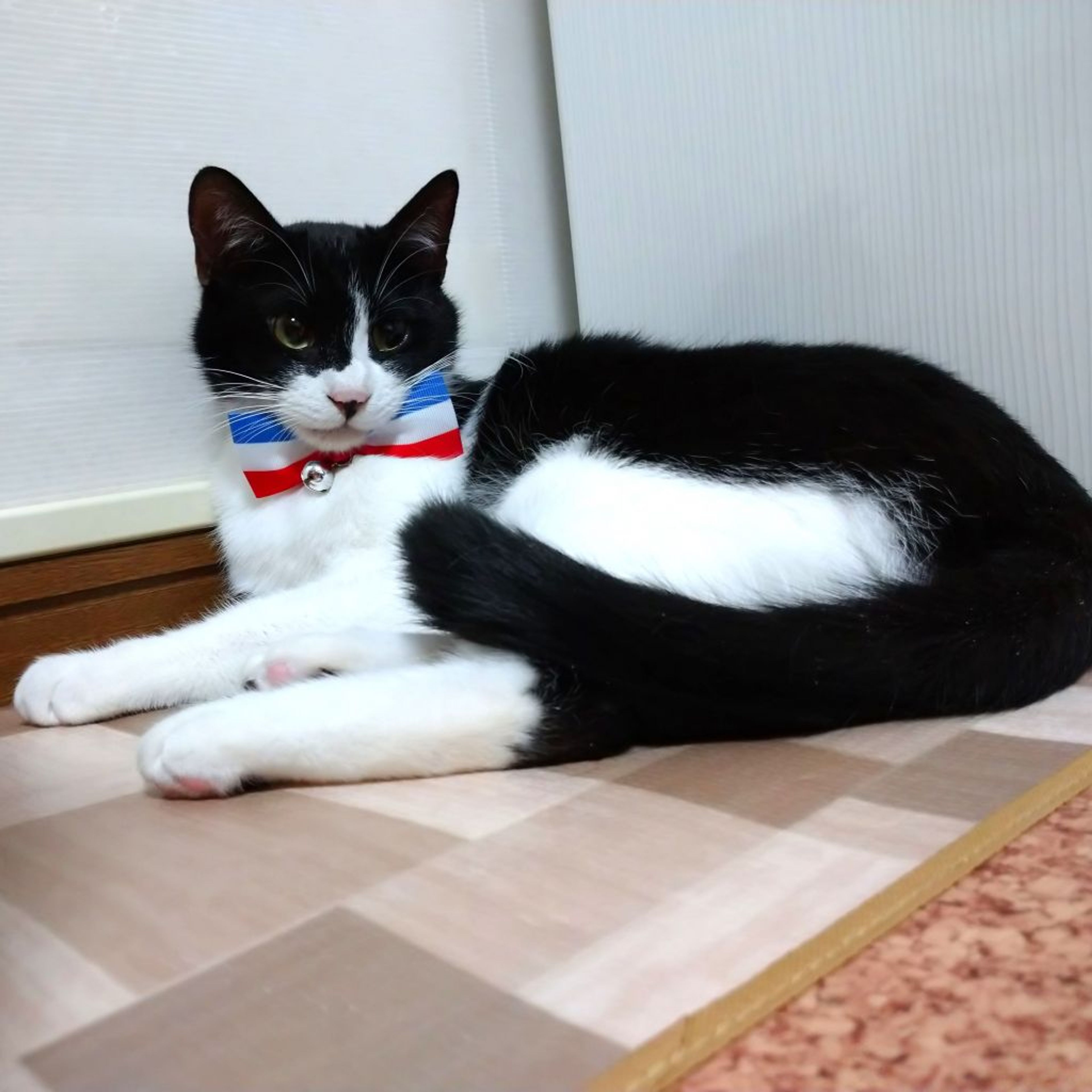 pet-image-4