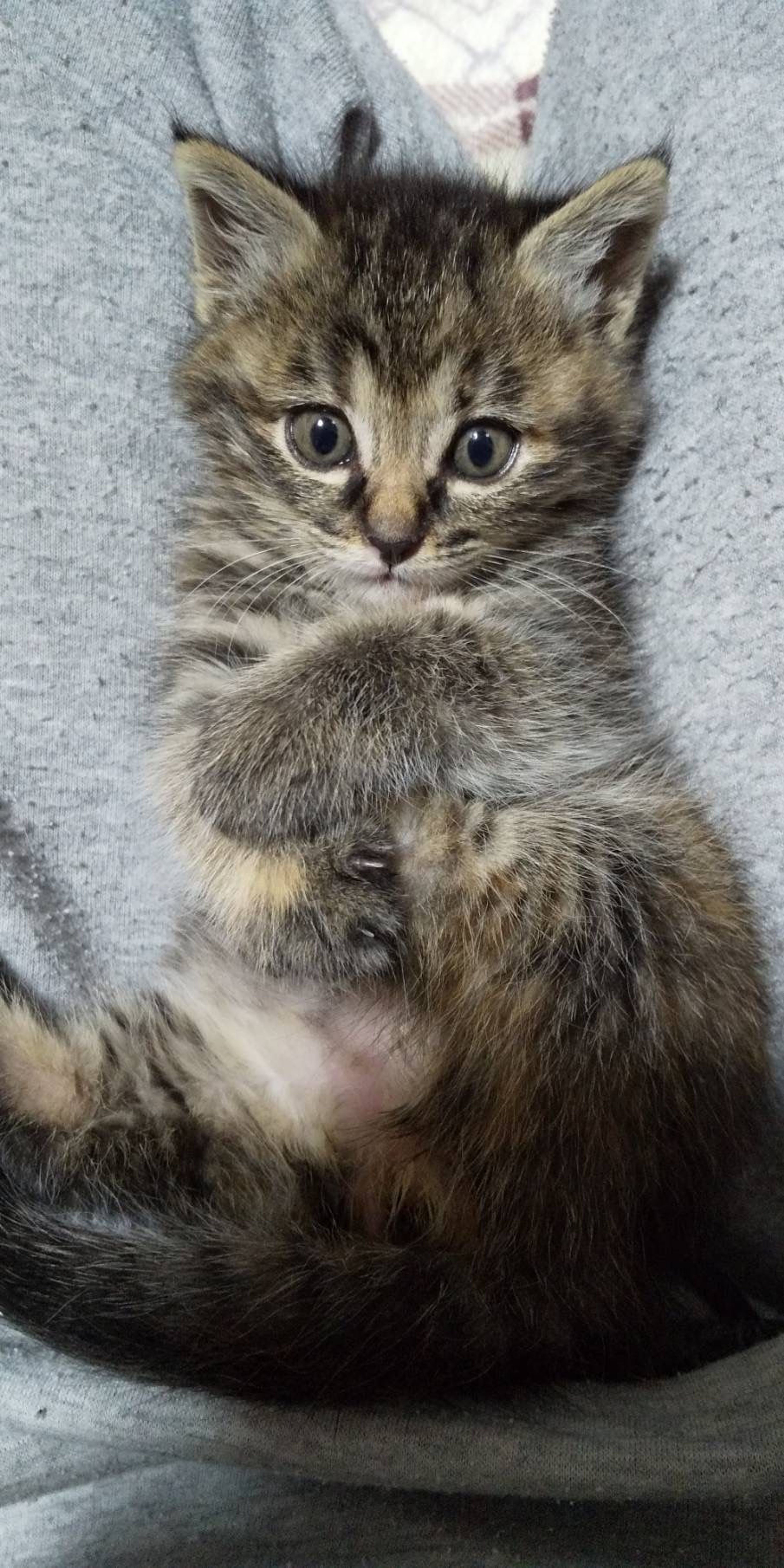 雑種（ミックス猫）・メスの里親募集の写真