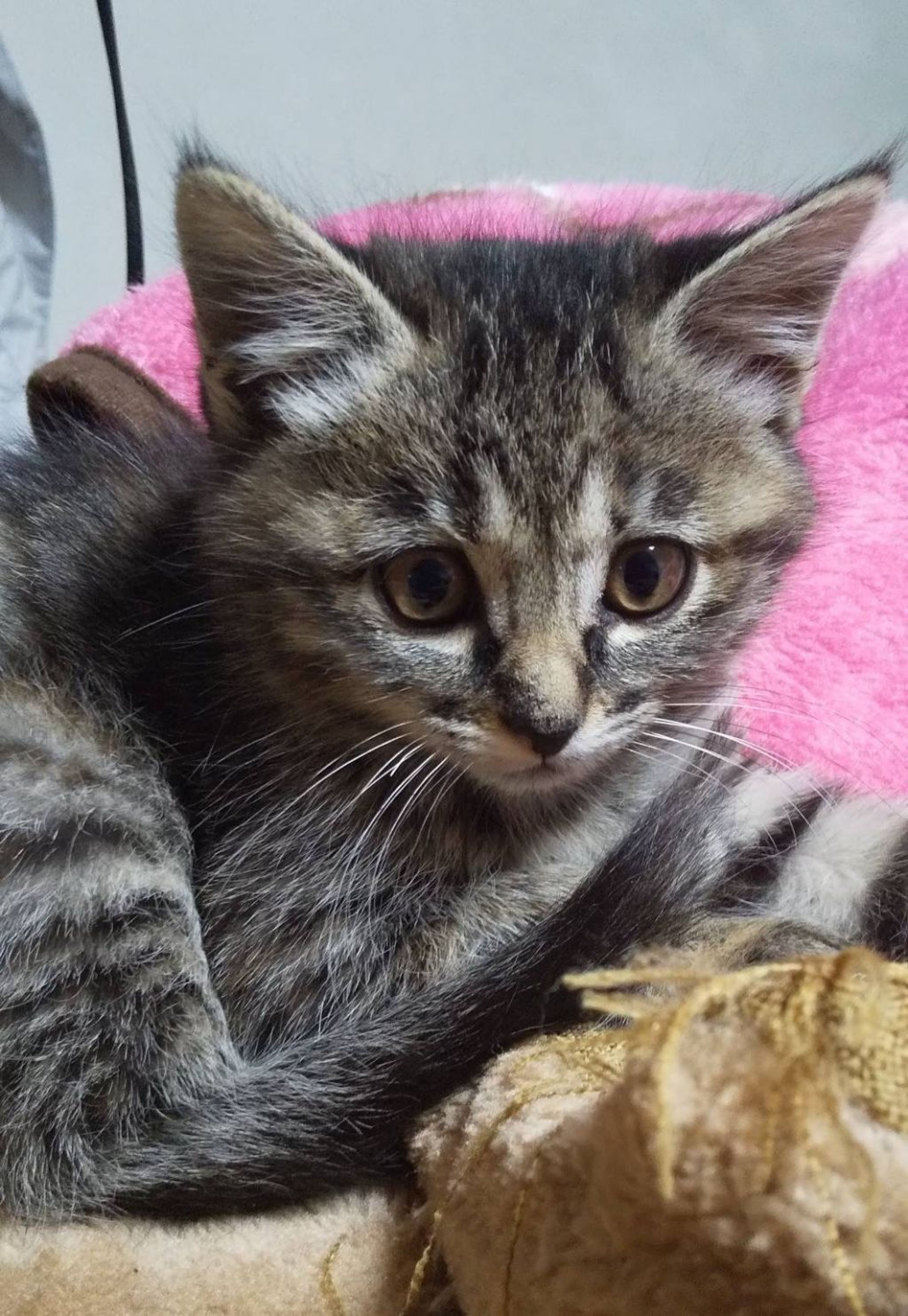 pet-image-2
