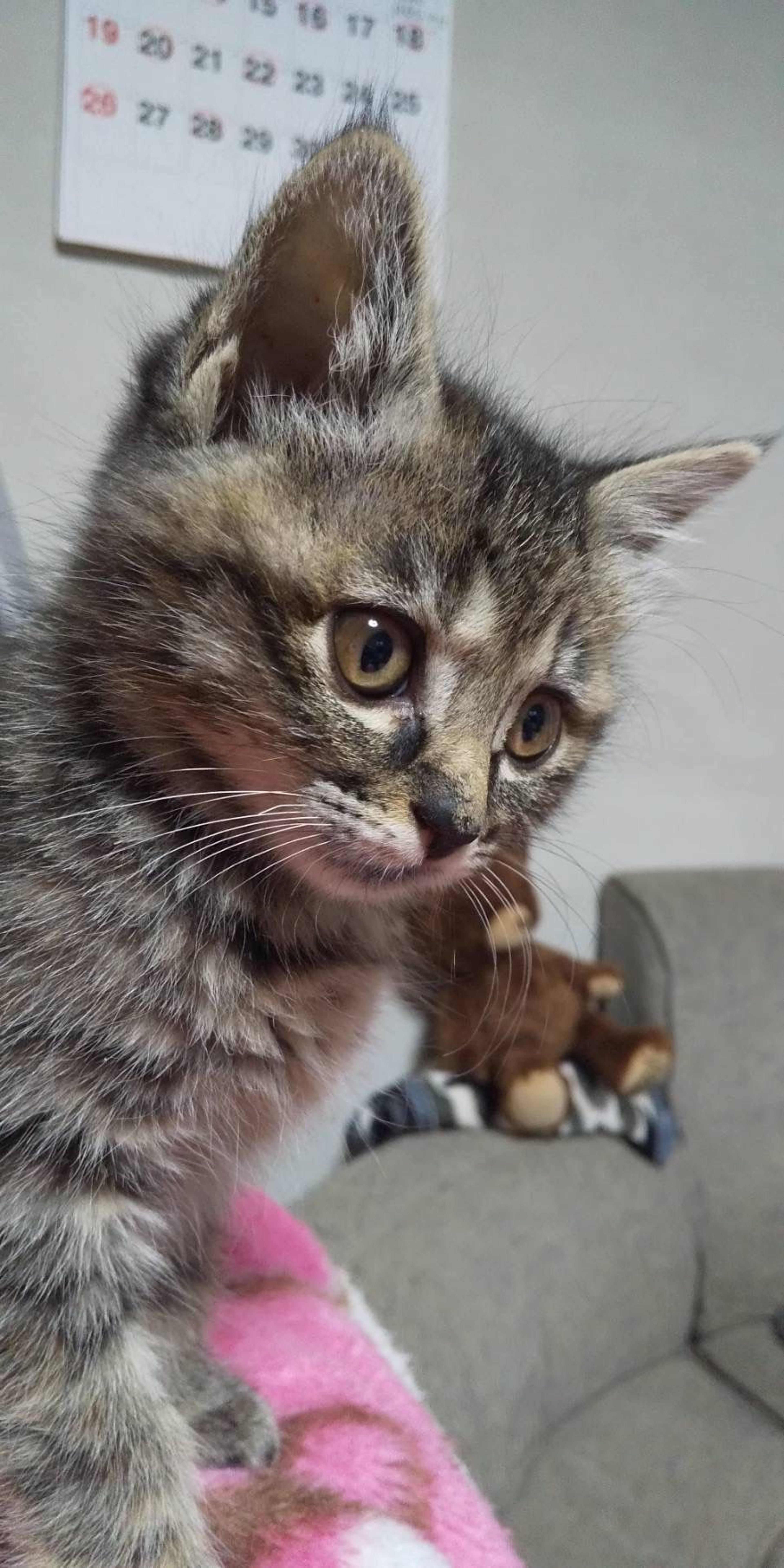 pet-image-5