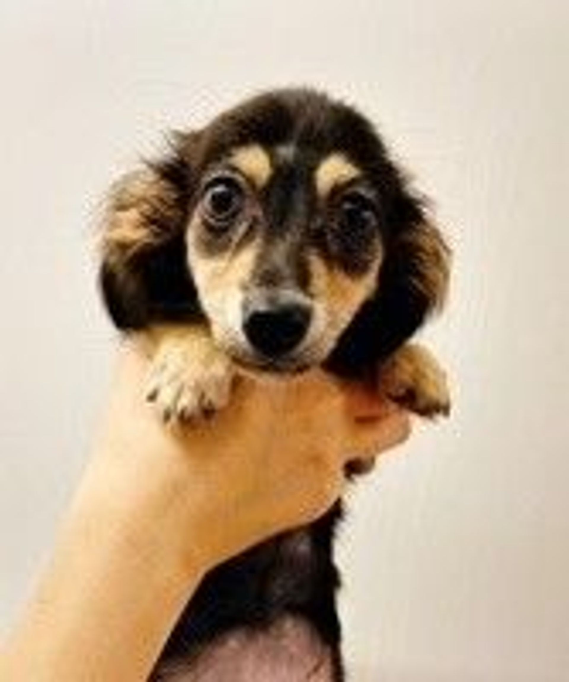 雑種（ミックス犬）・メスの里親募集の写真