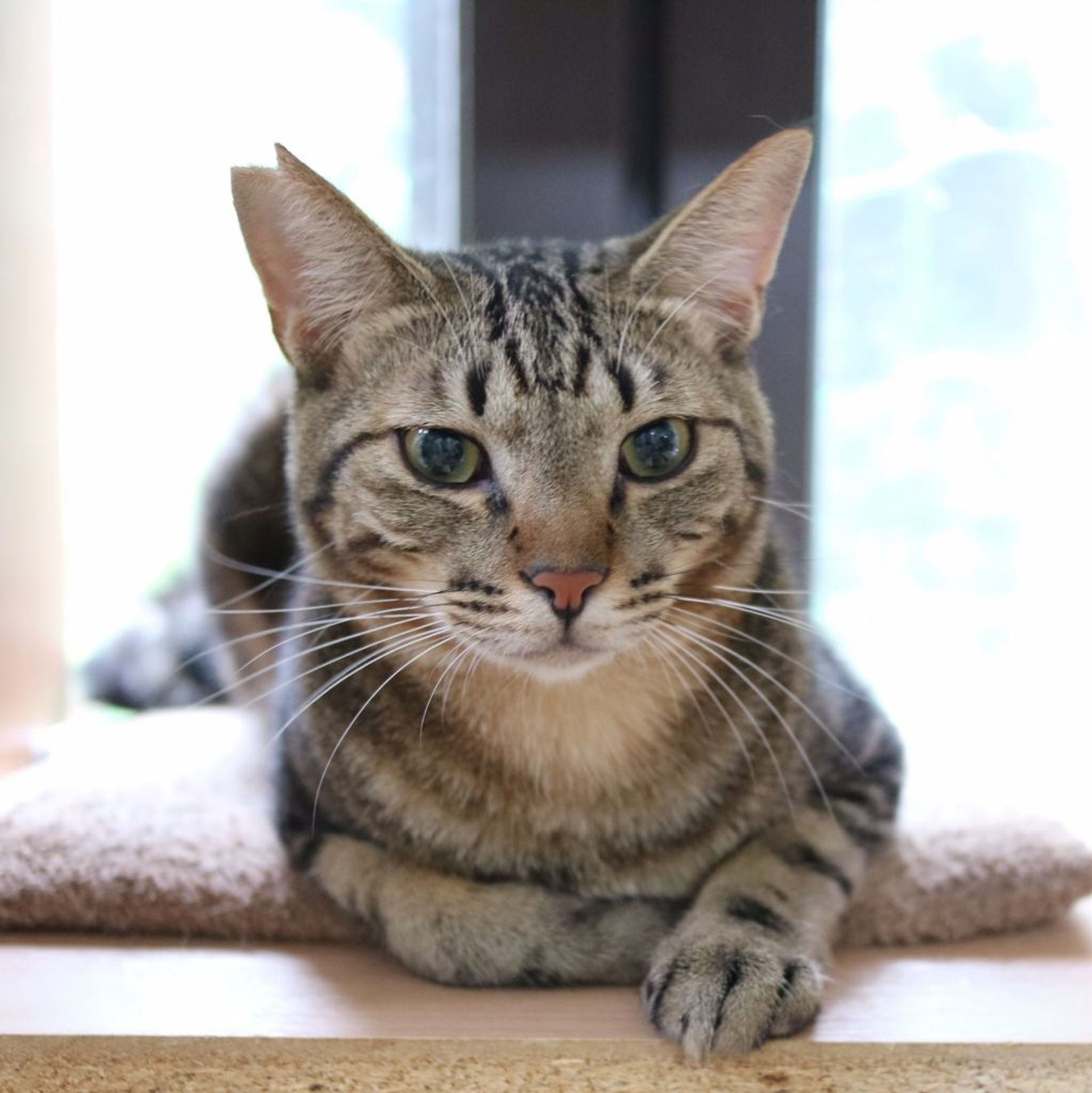 雑種（ミックス猫）・オスの里親募集の写真