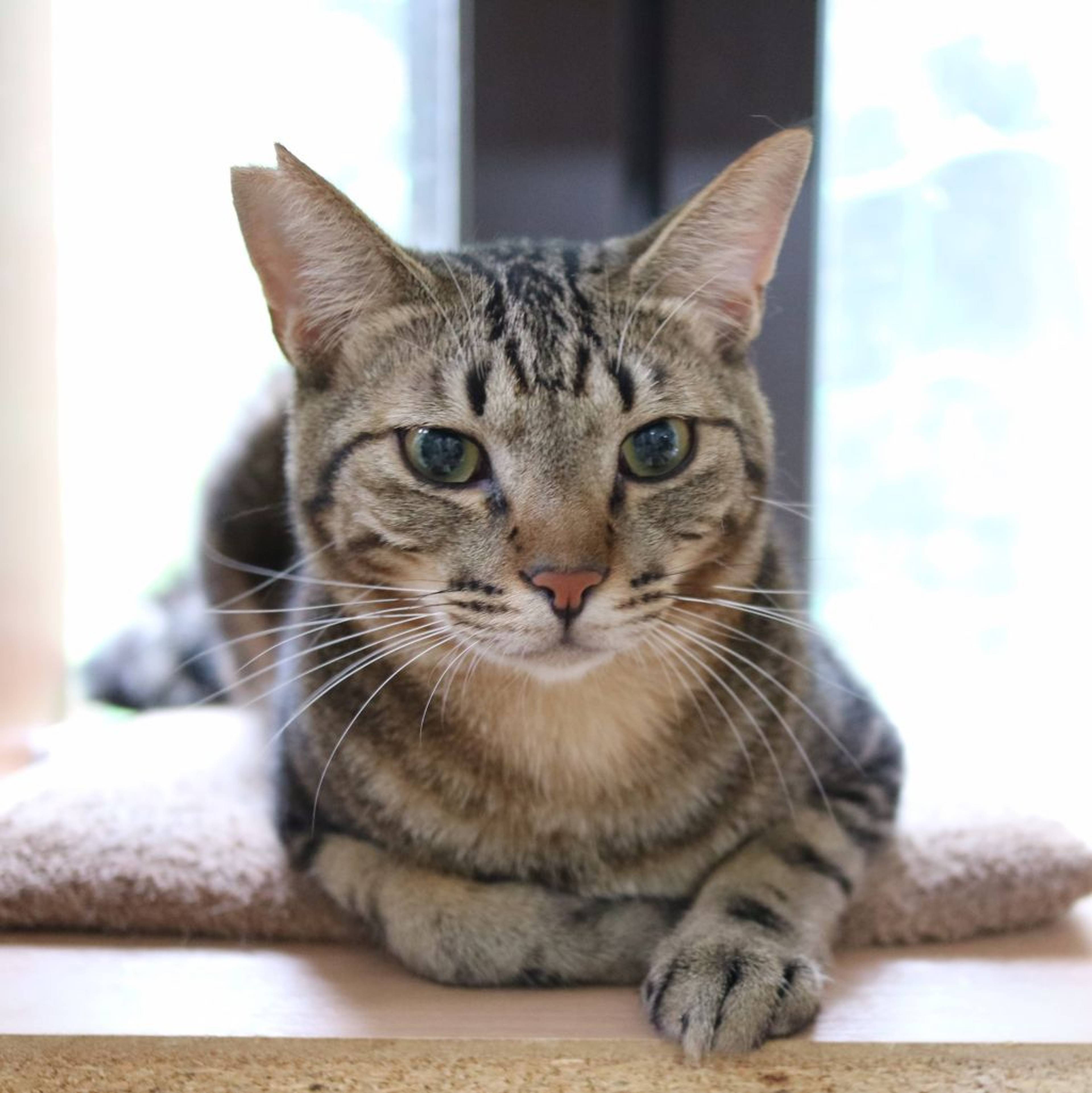 雑種（ミックス猫）・オスの里親募集の写真