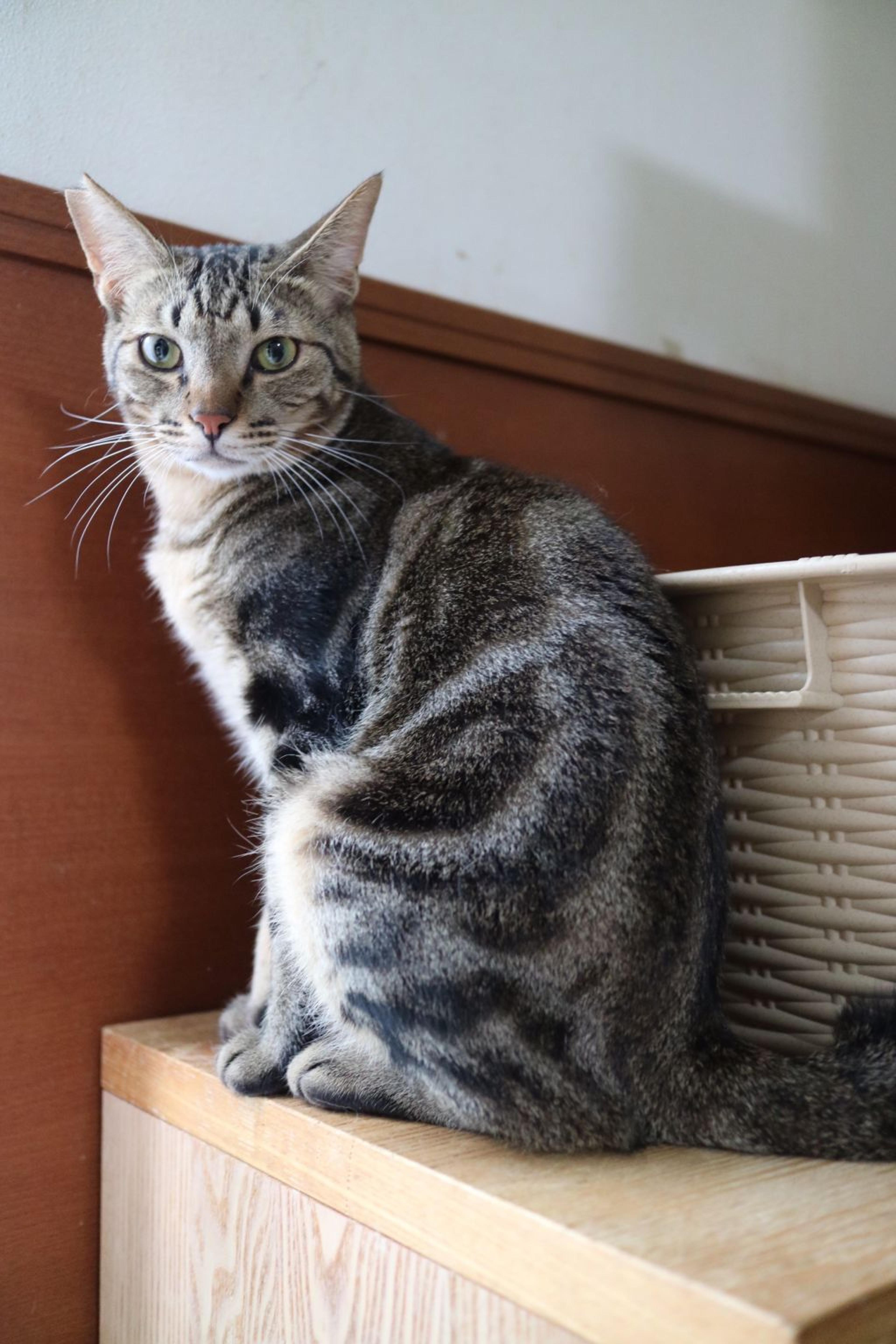 pet-image-2