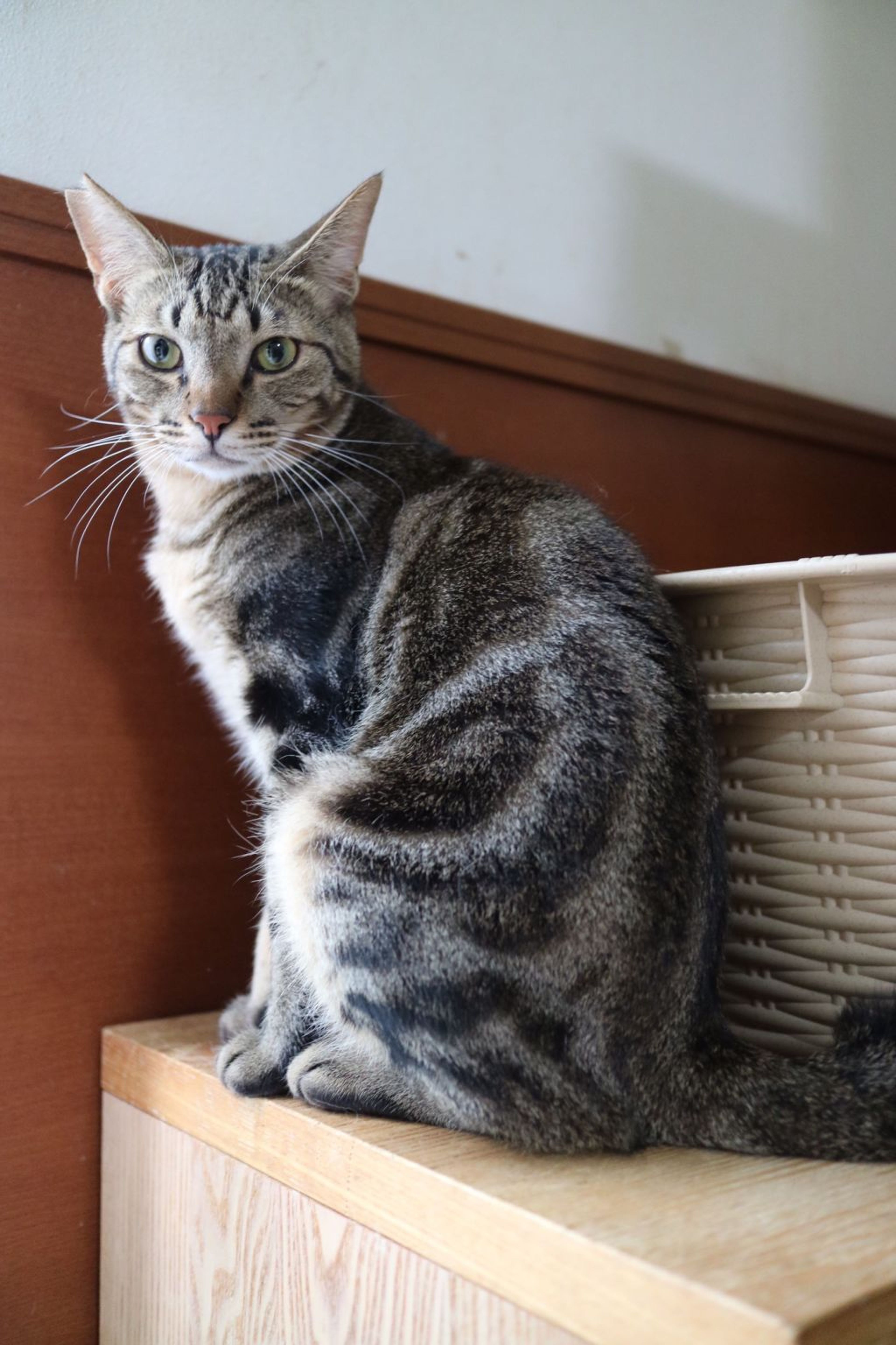 pet-image-2