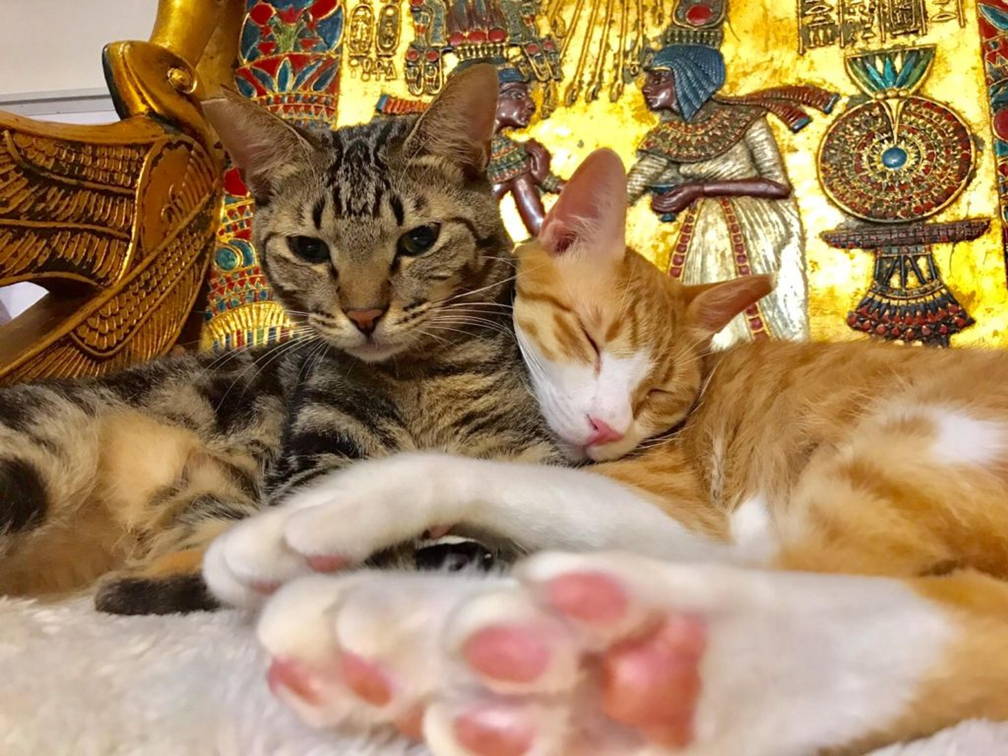 pet-image-3