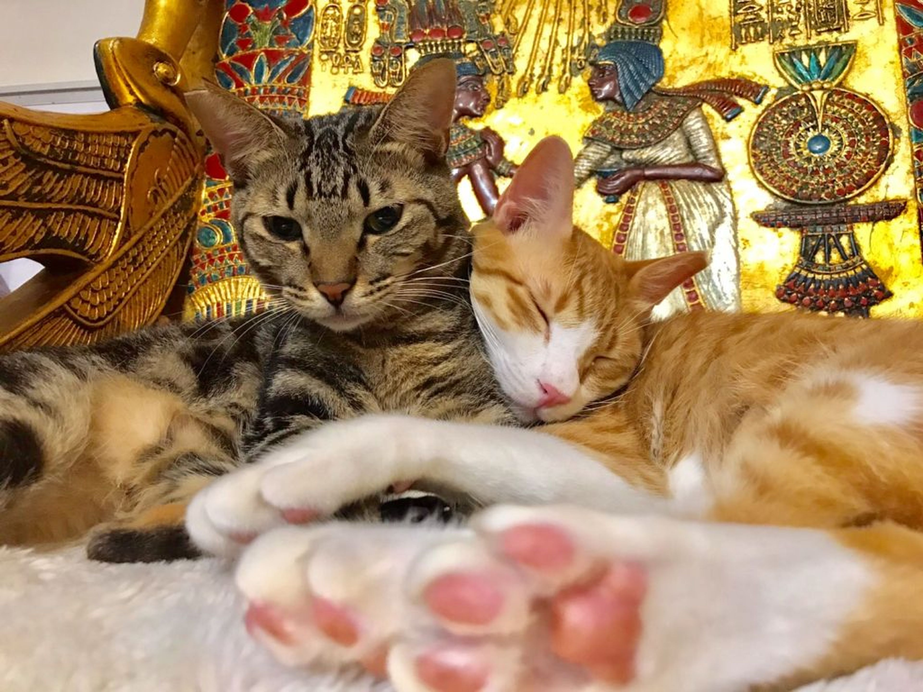 pet-image-3