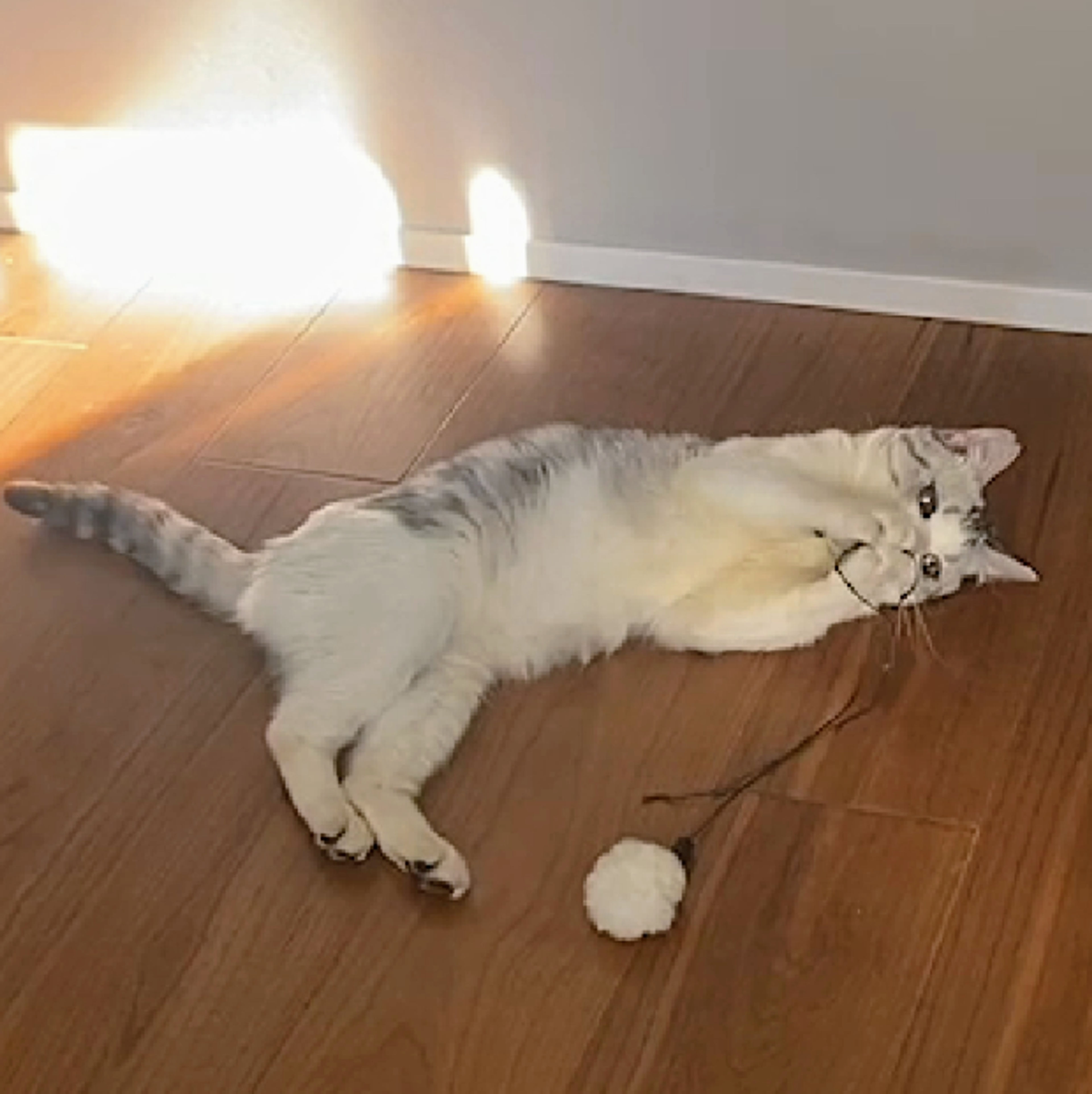 pet-image-2