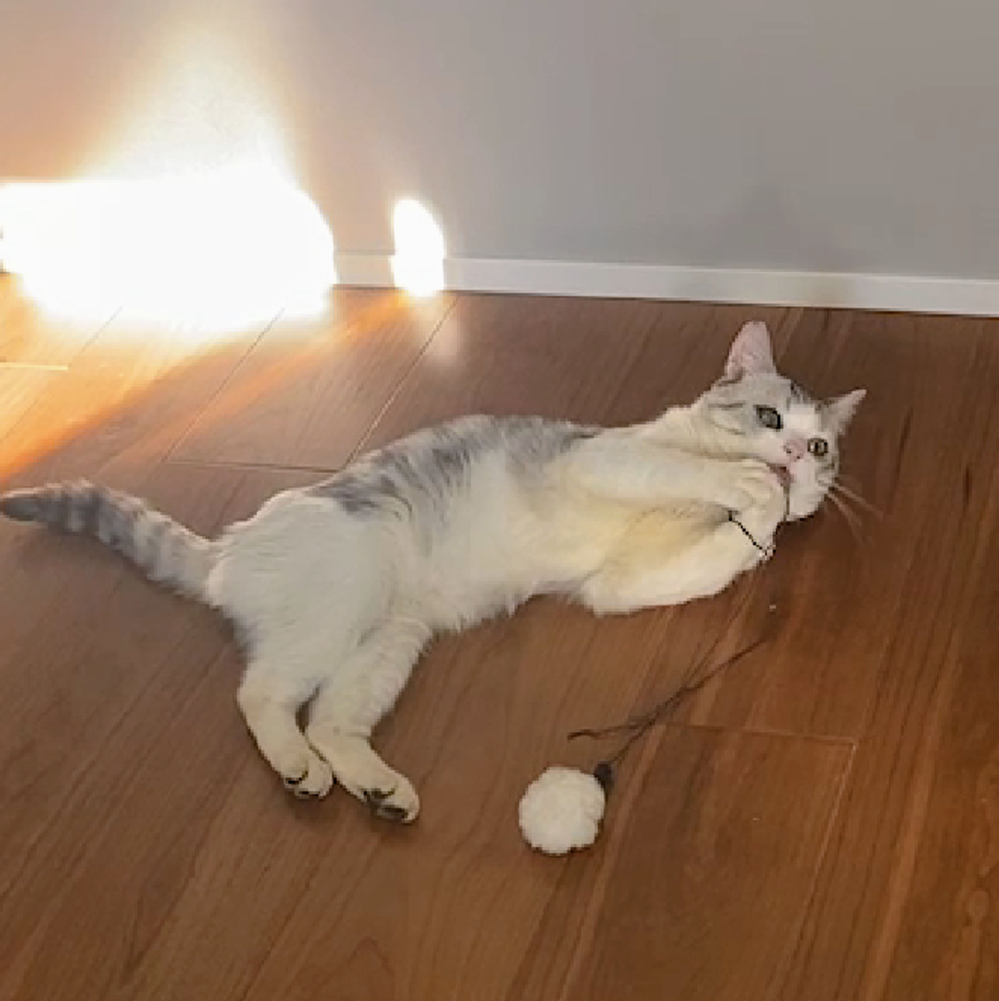 pet-image-3