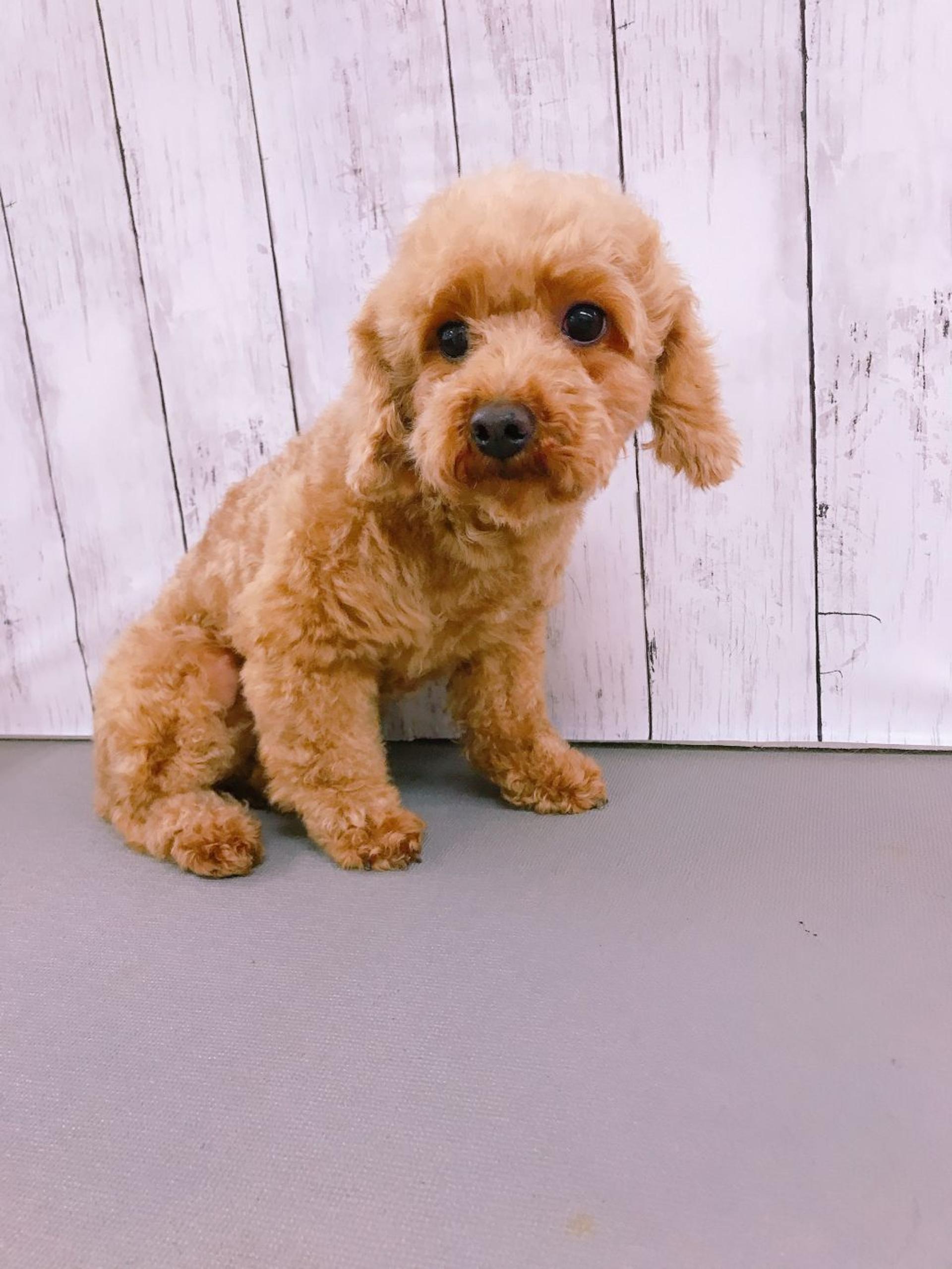 pet-image-2