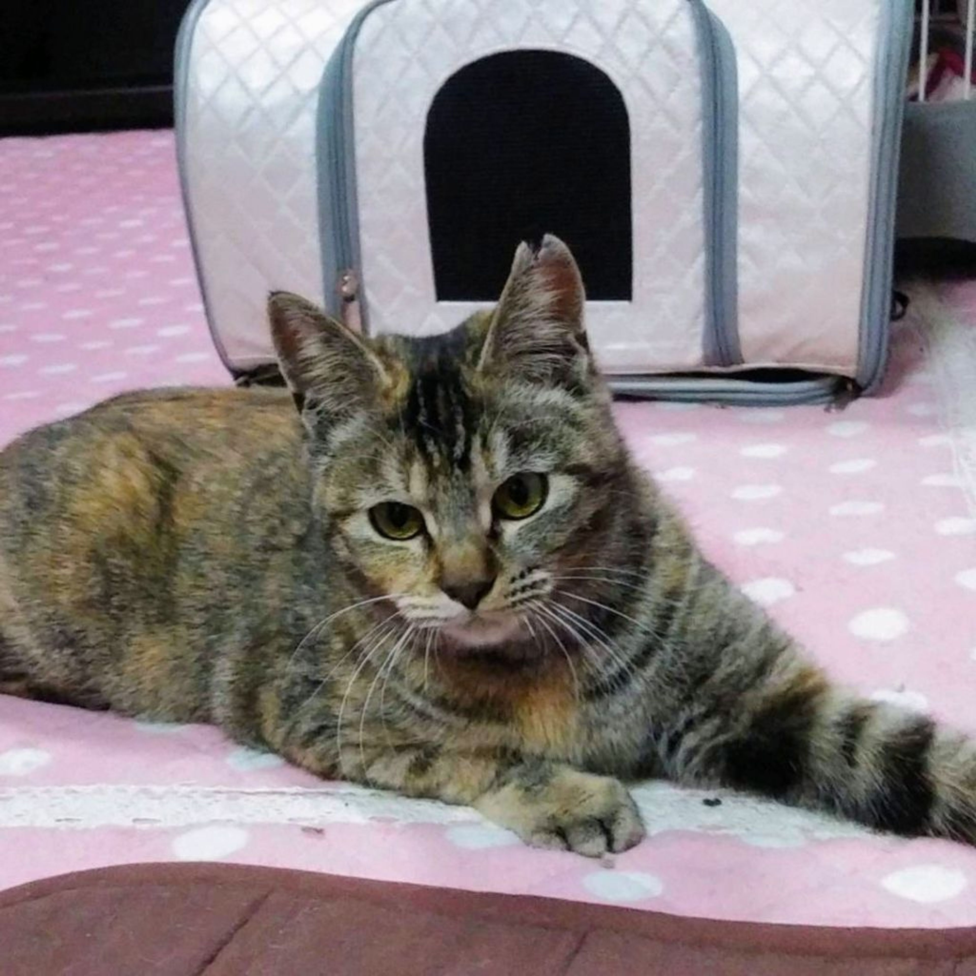 雑種（ミックス猫）・メスの里親募集の写真