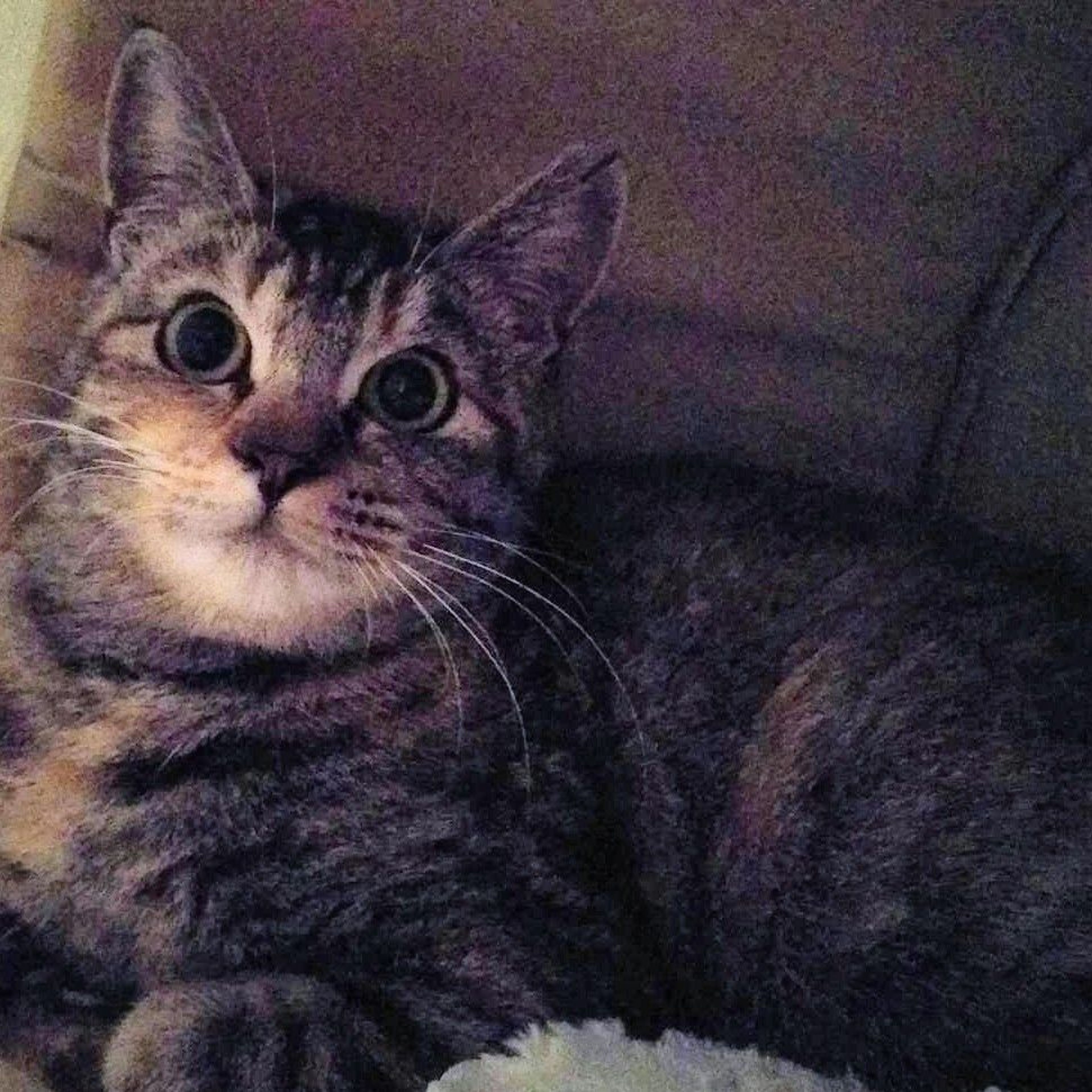 pet-image-2