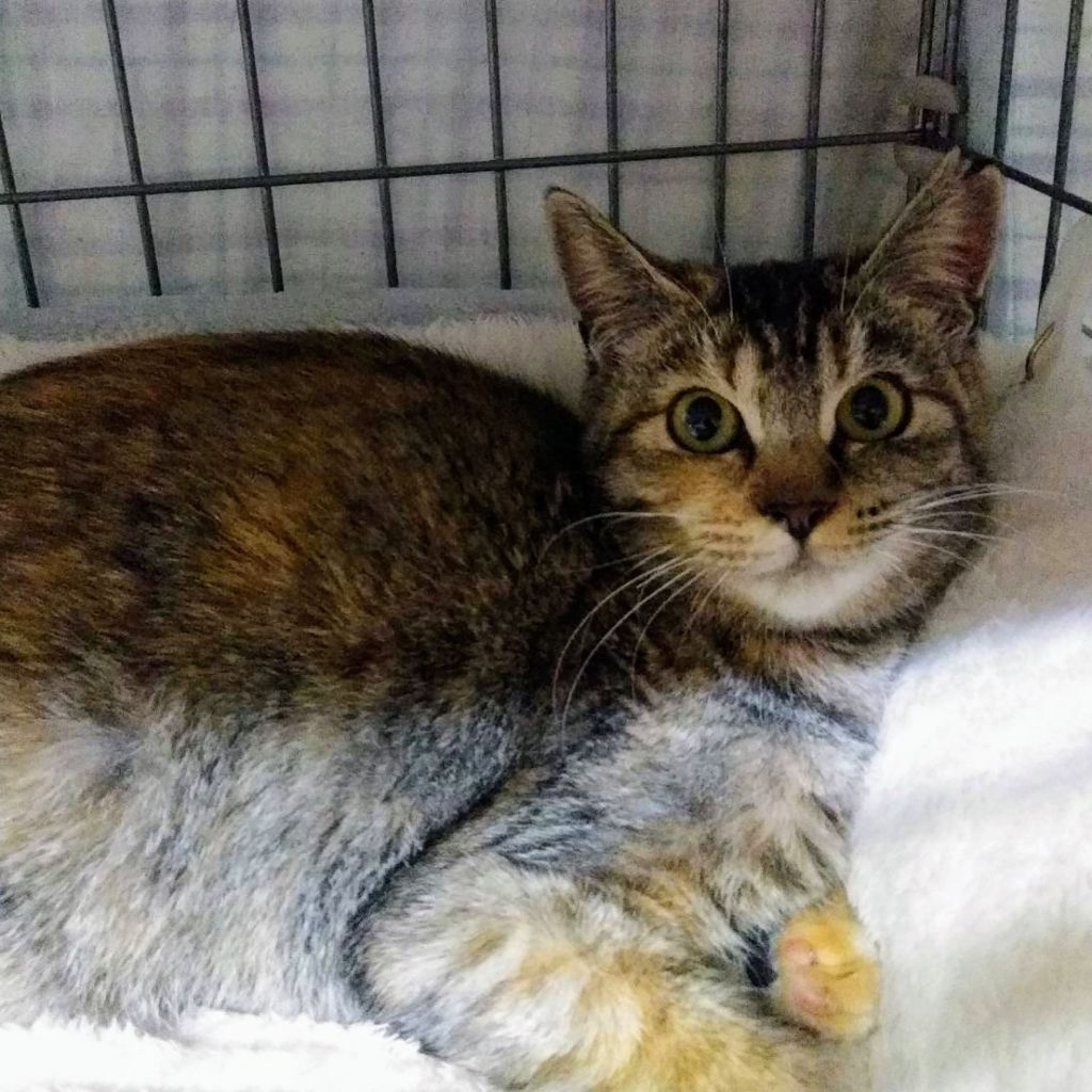 pet-image-3