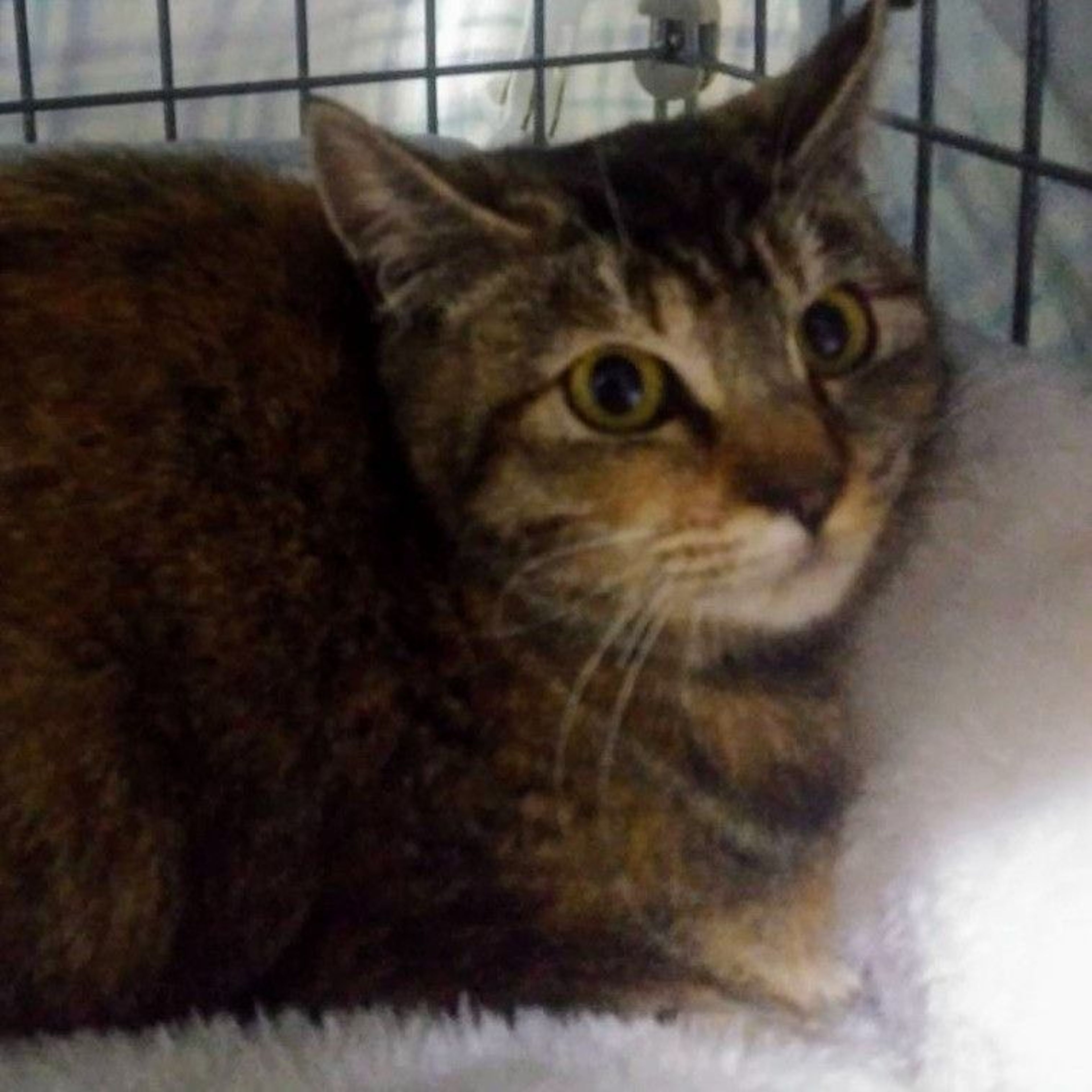 pet-image-4