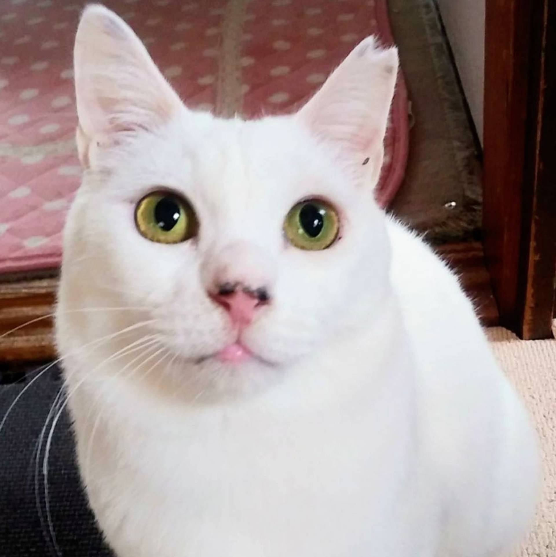 雑種（ミックス猫）・メスの里親募集の写真