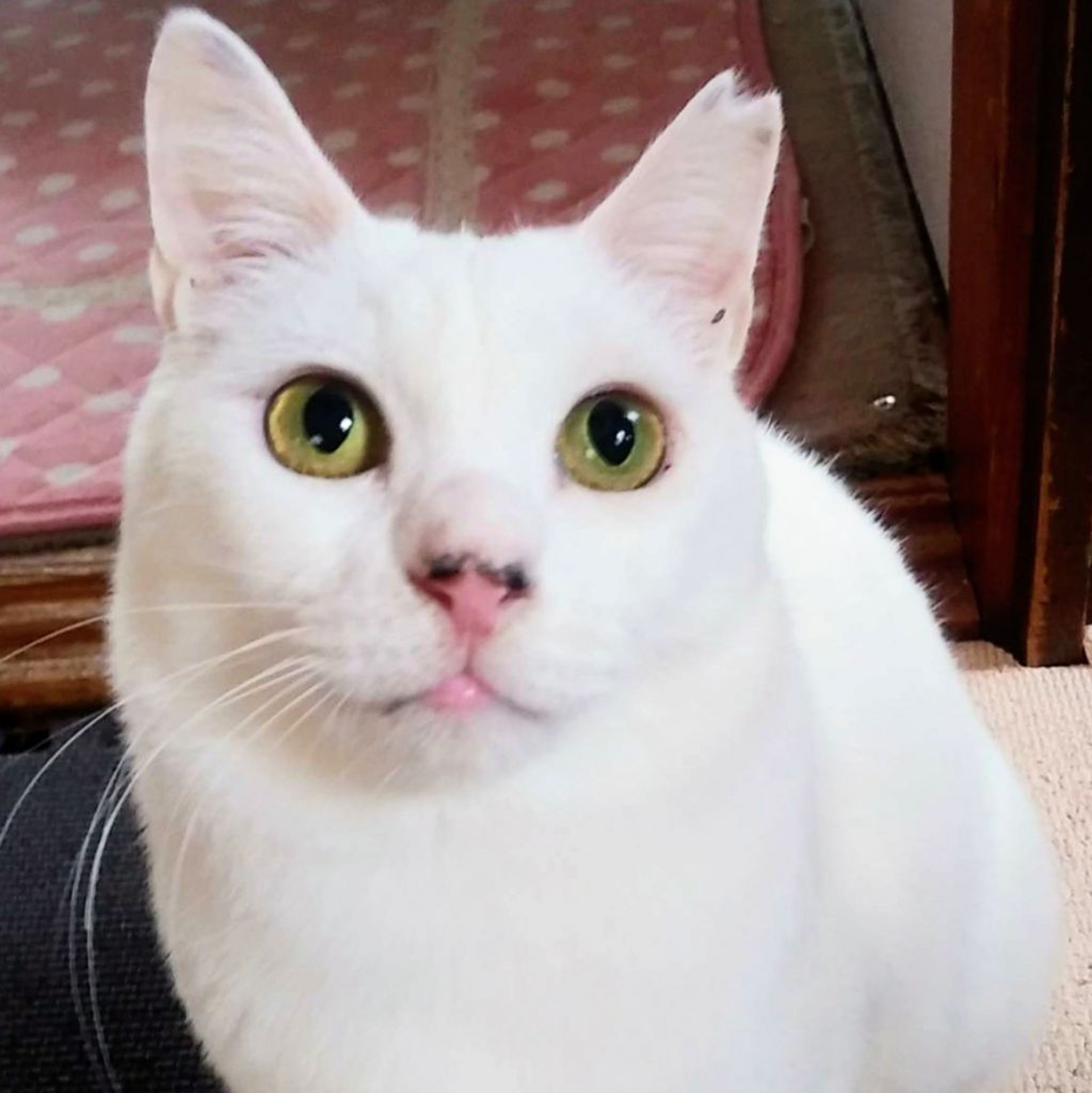 雑種（ミックス猫）・メスの里親募集の写真