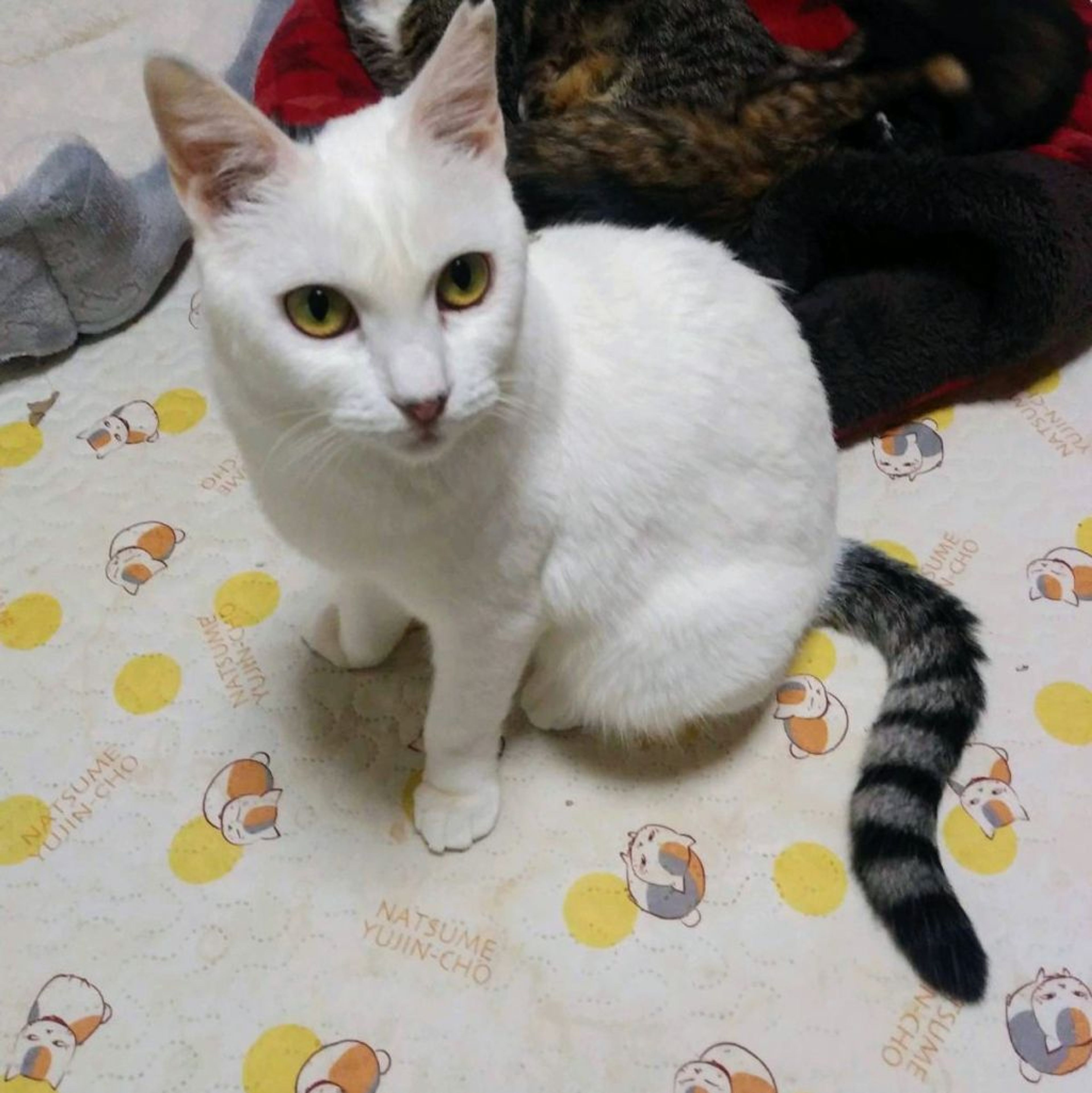 pet-image-2