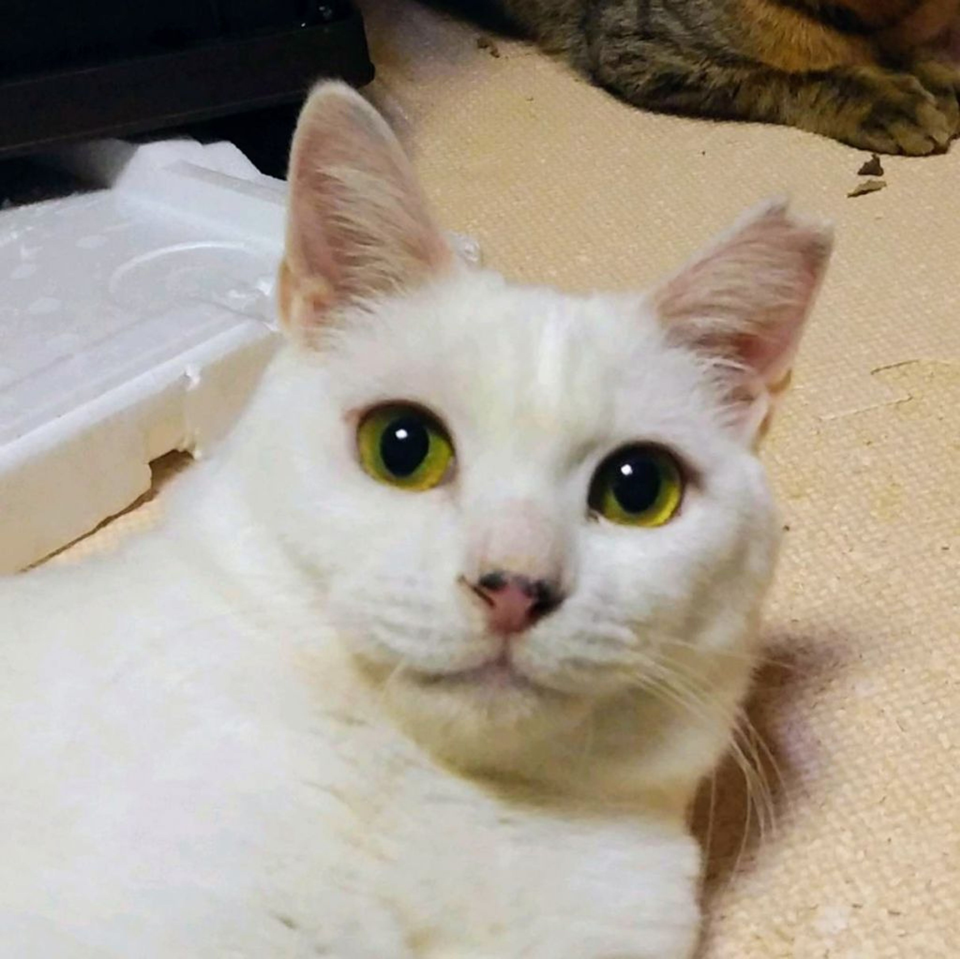 pet-image-3