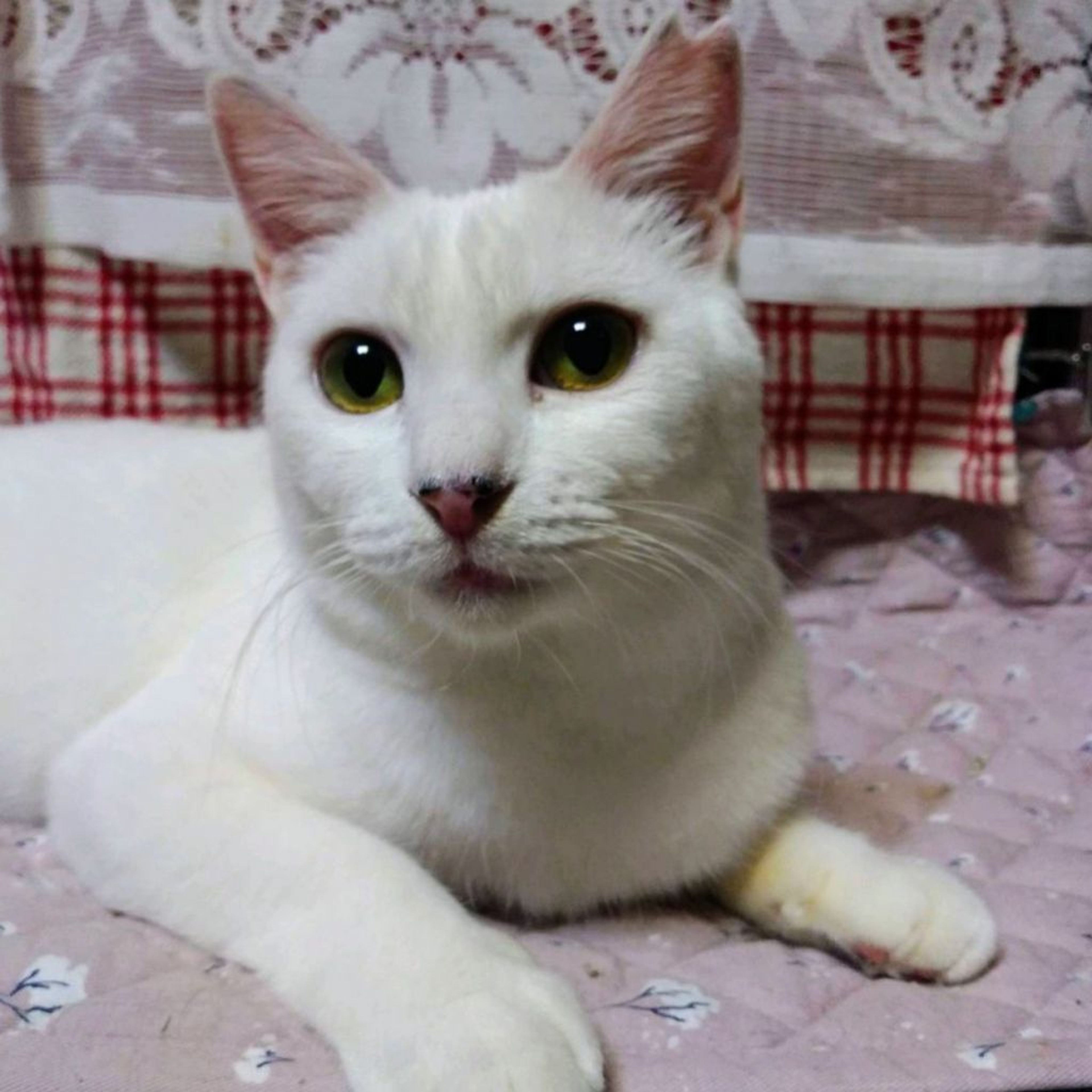 pet-image-4