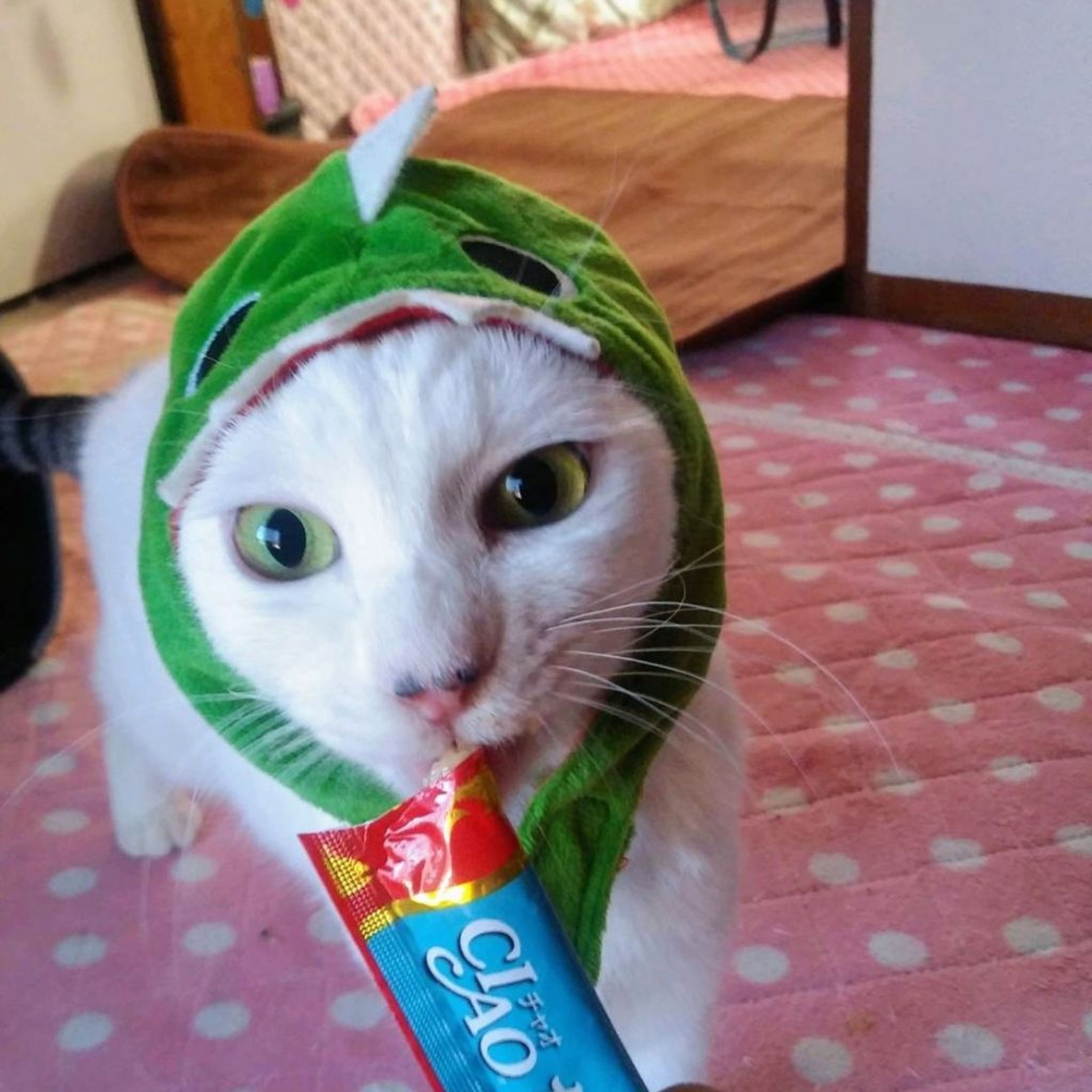 pet-image-5