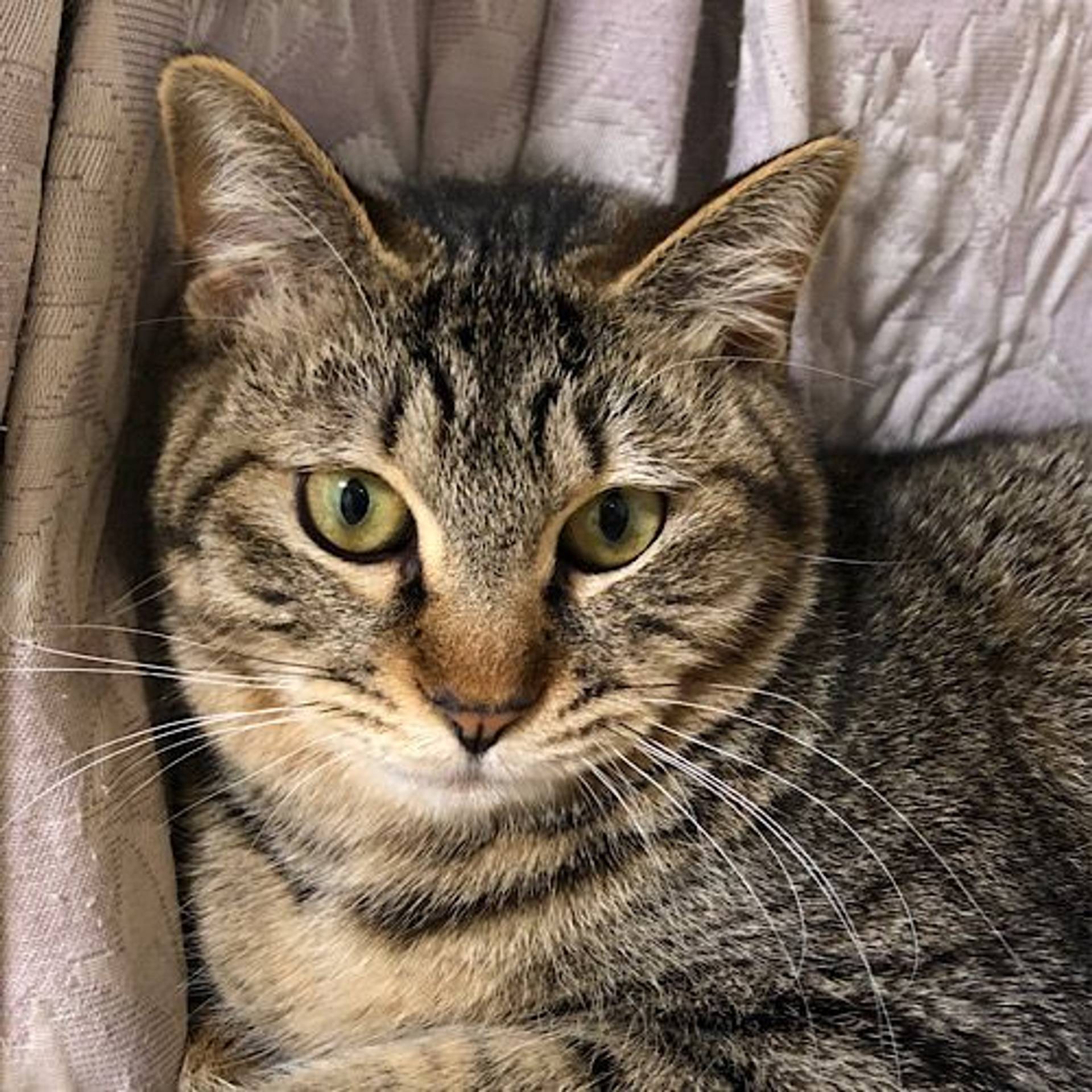 雑種（ミックス猫）・メスの里親募集の写真