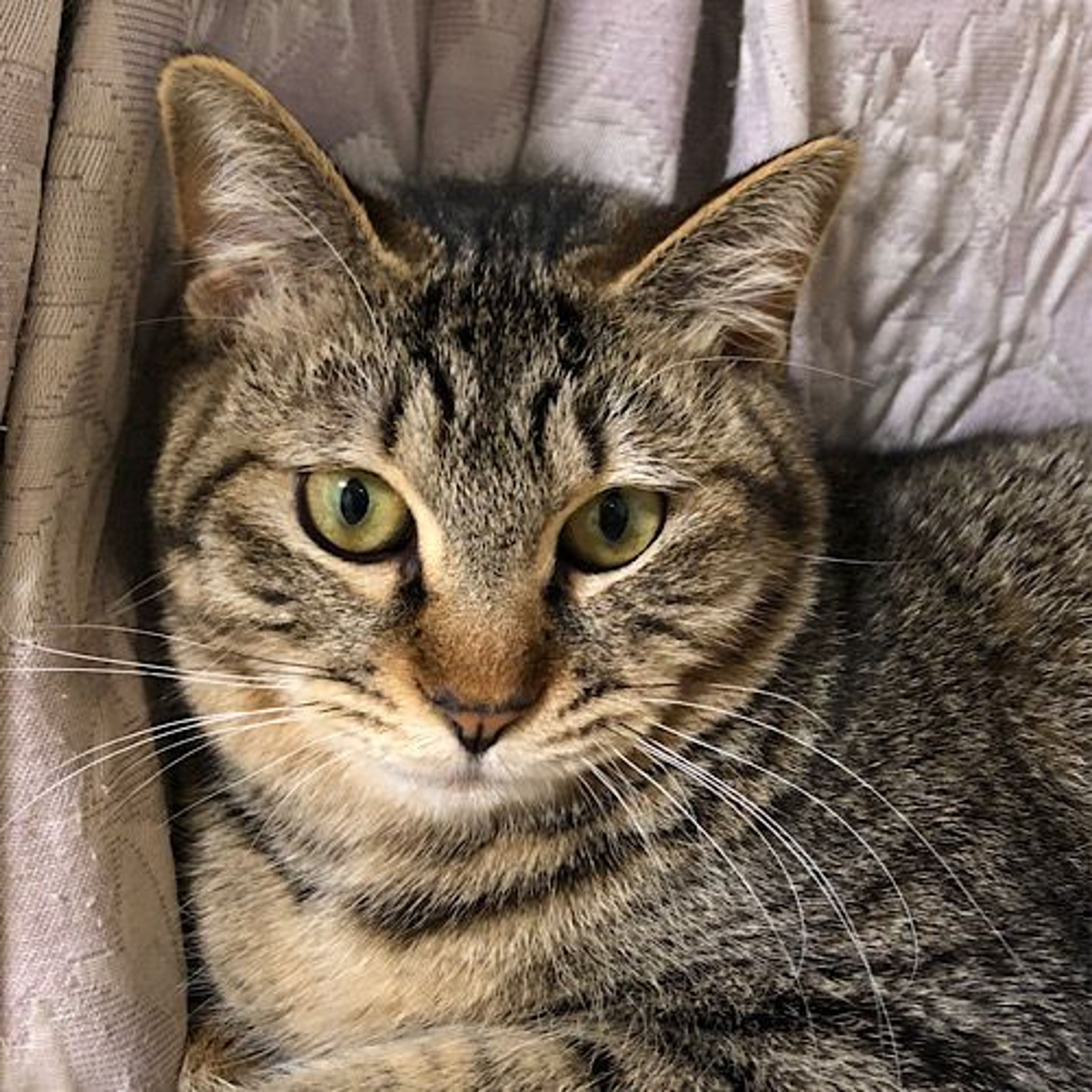 雑種（ミックス猫）・メスの里親募集の写真