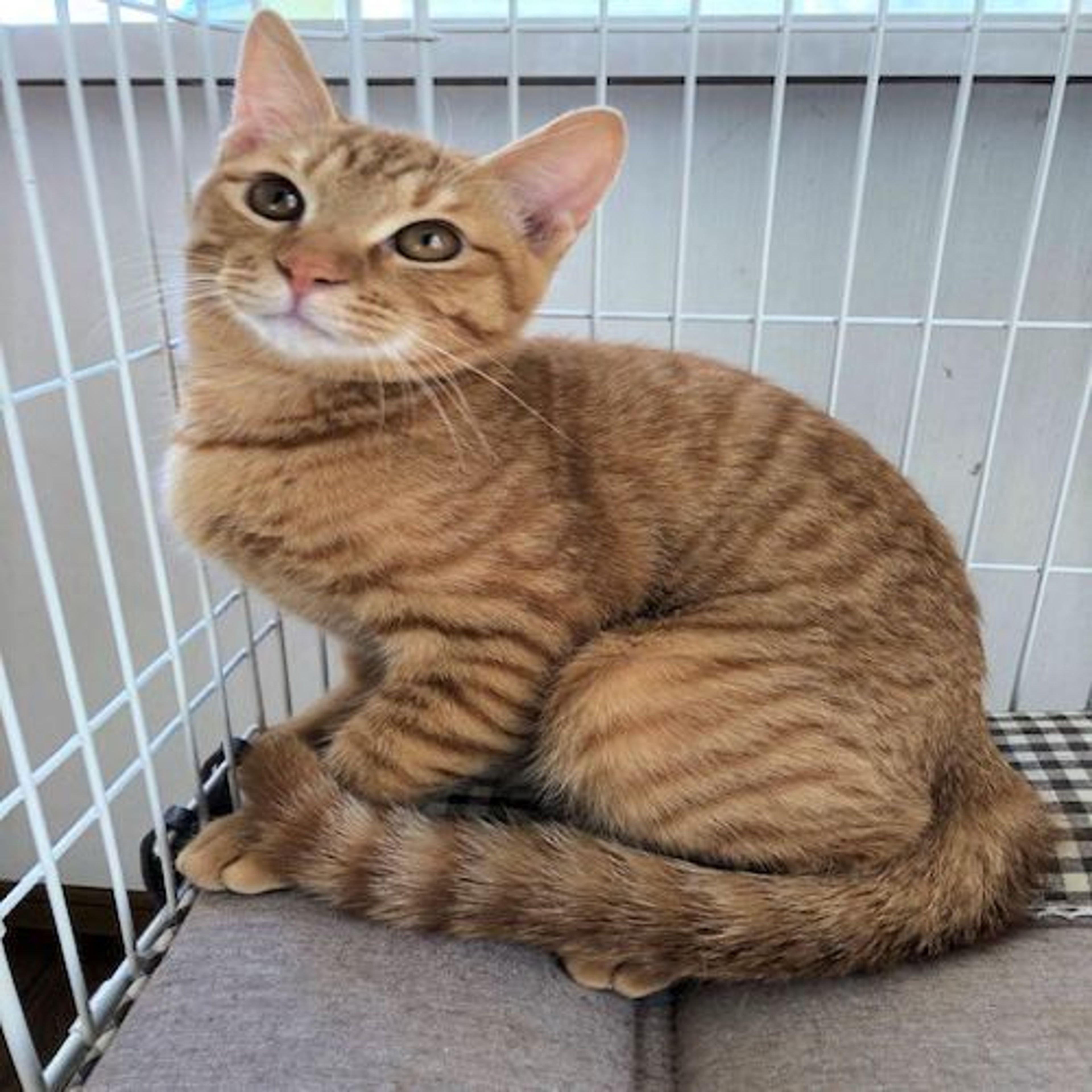 雑種（ミックス猫）・オスの里親募集の写真