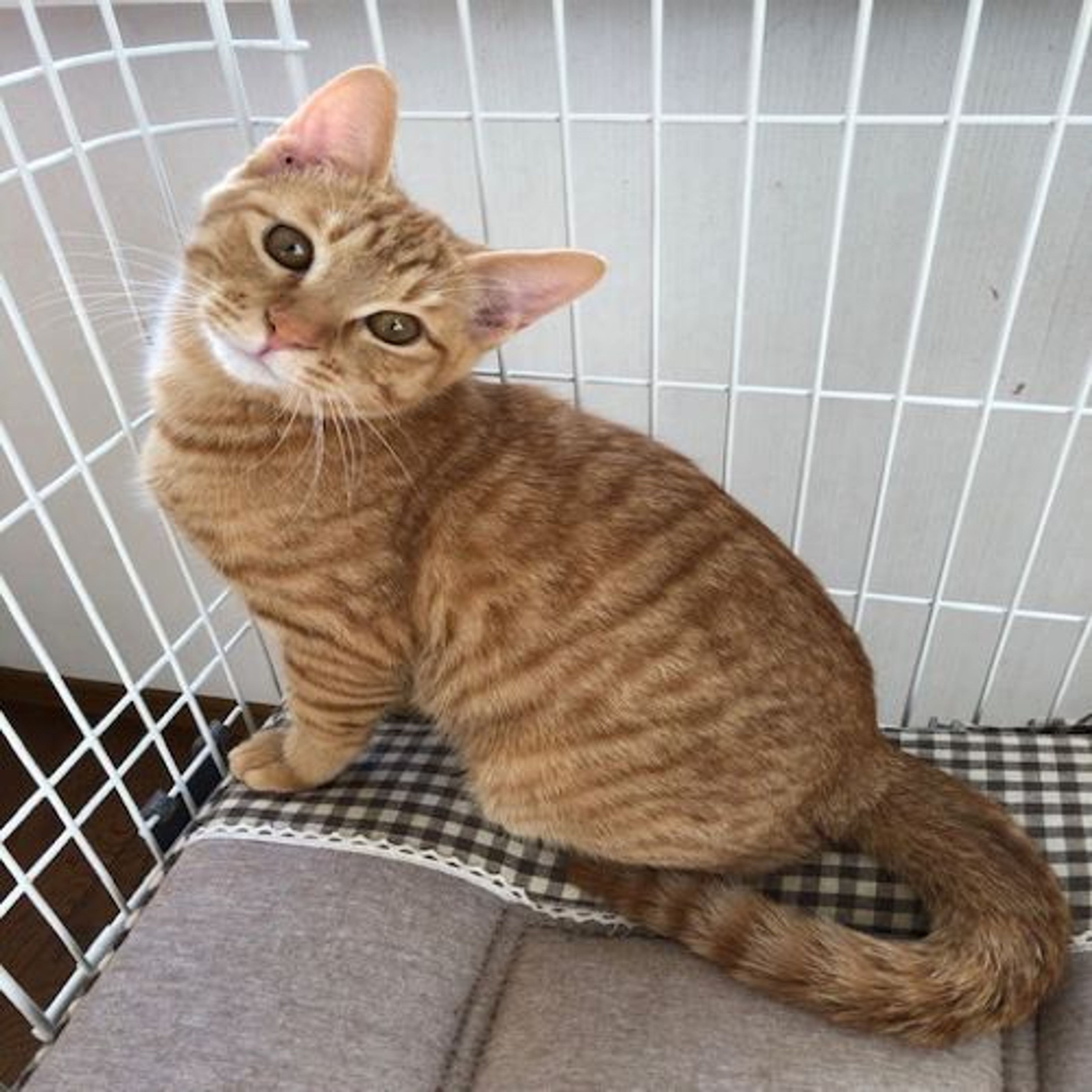 pet-image-4