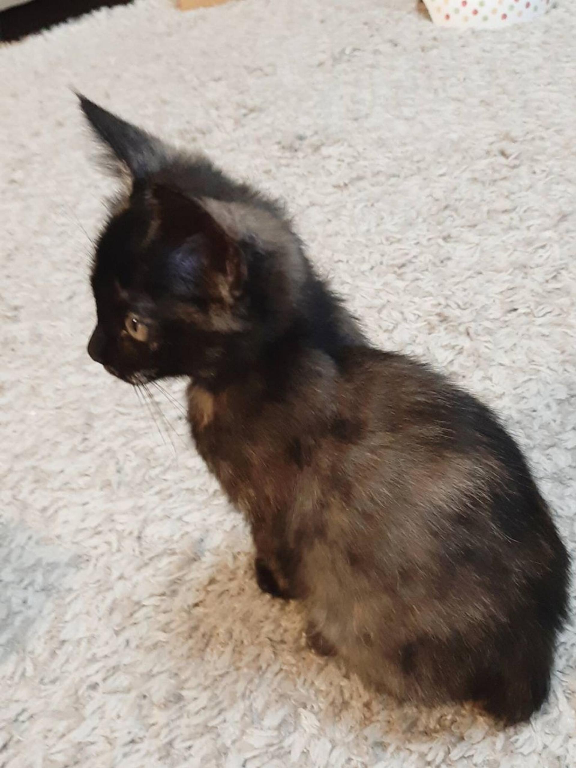 pet-image-3
