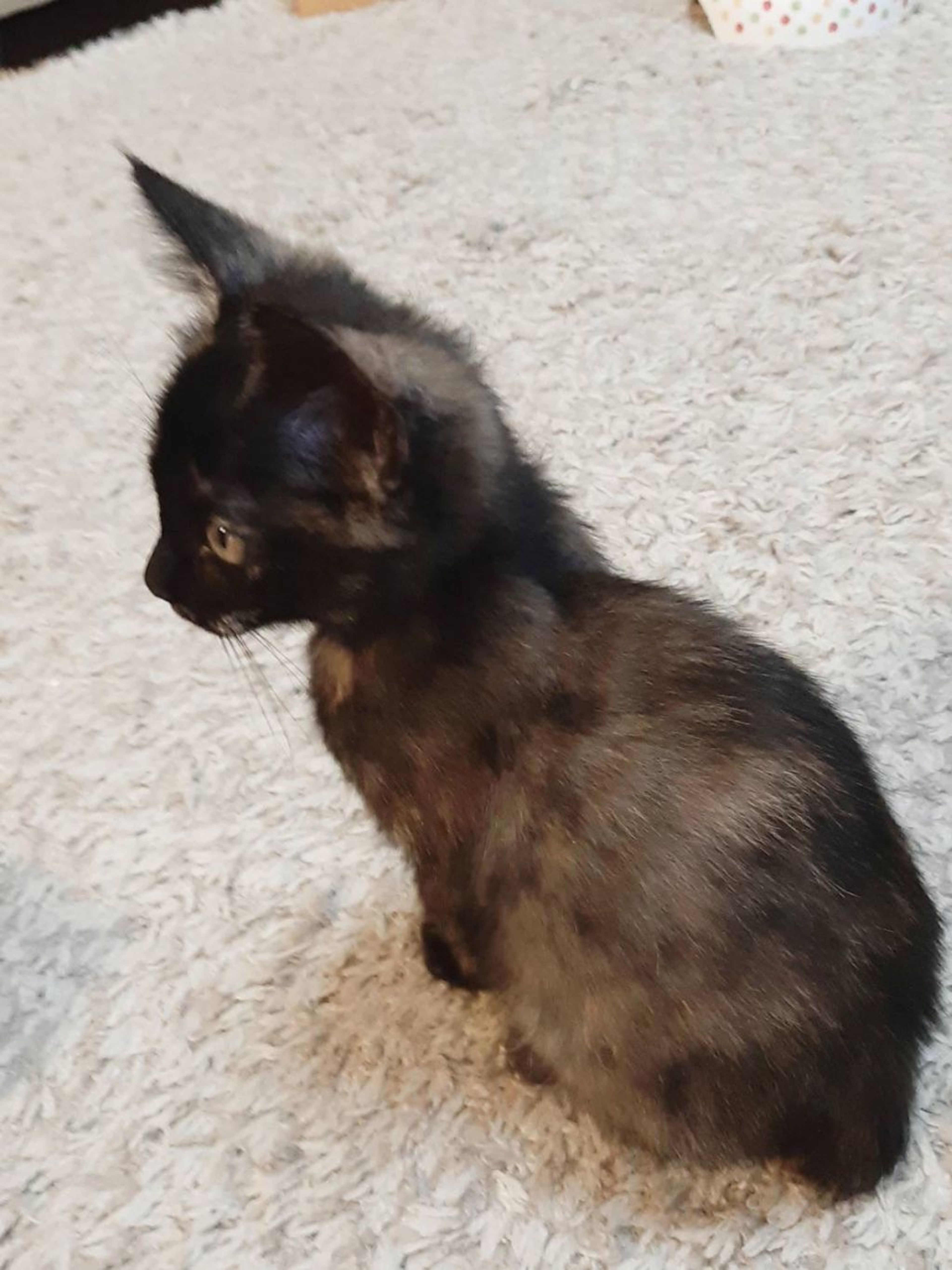 pet-image-3