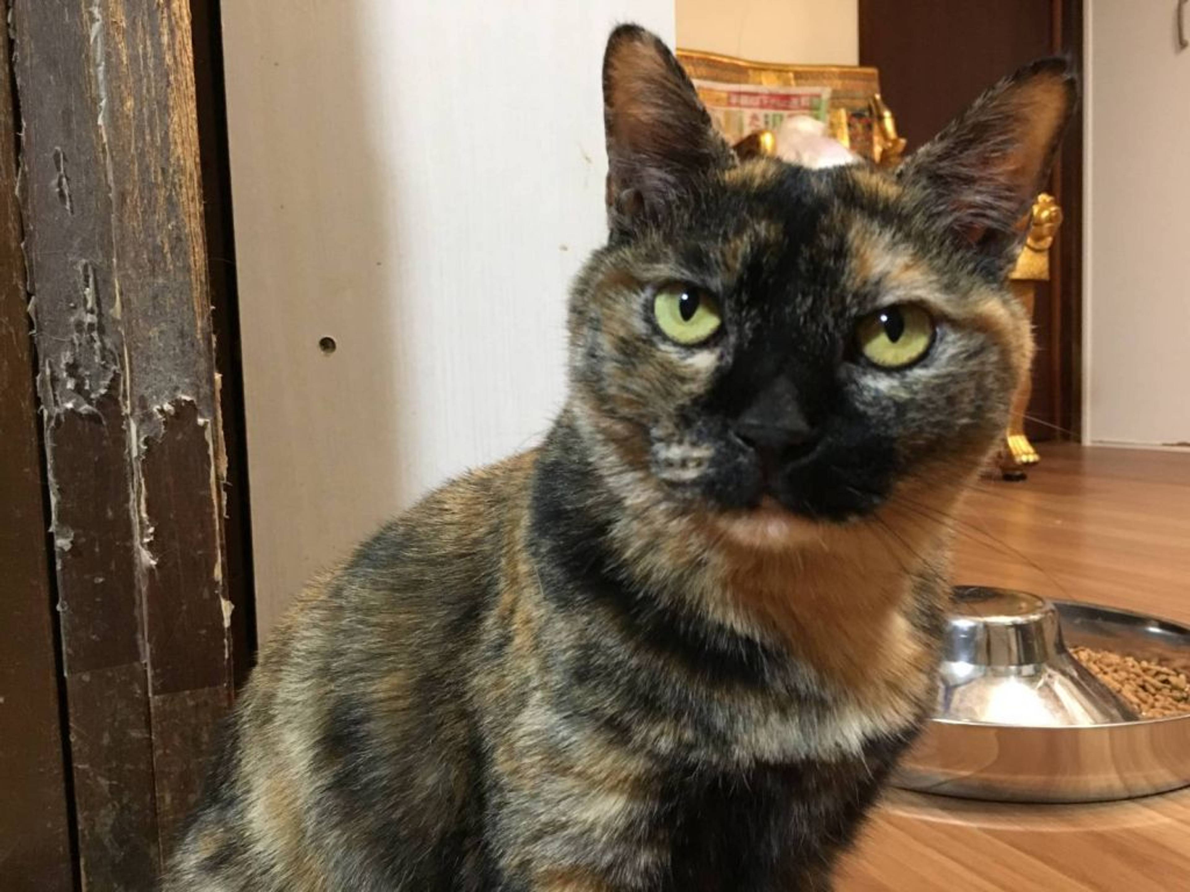 雑種（ミックス猫）・メスの里親募集の写真