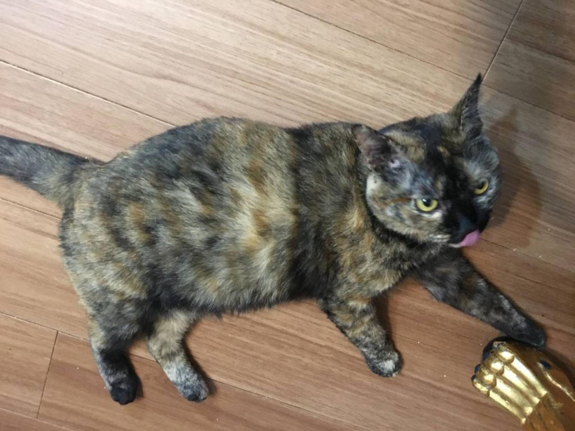 pet-image-2