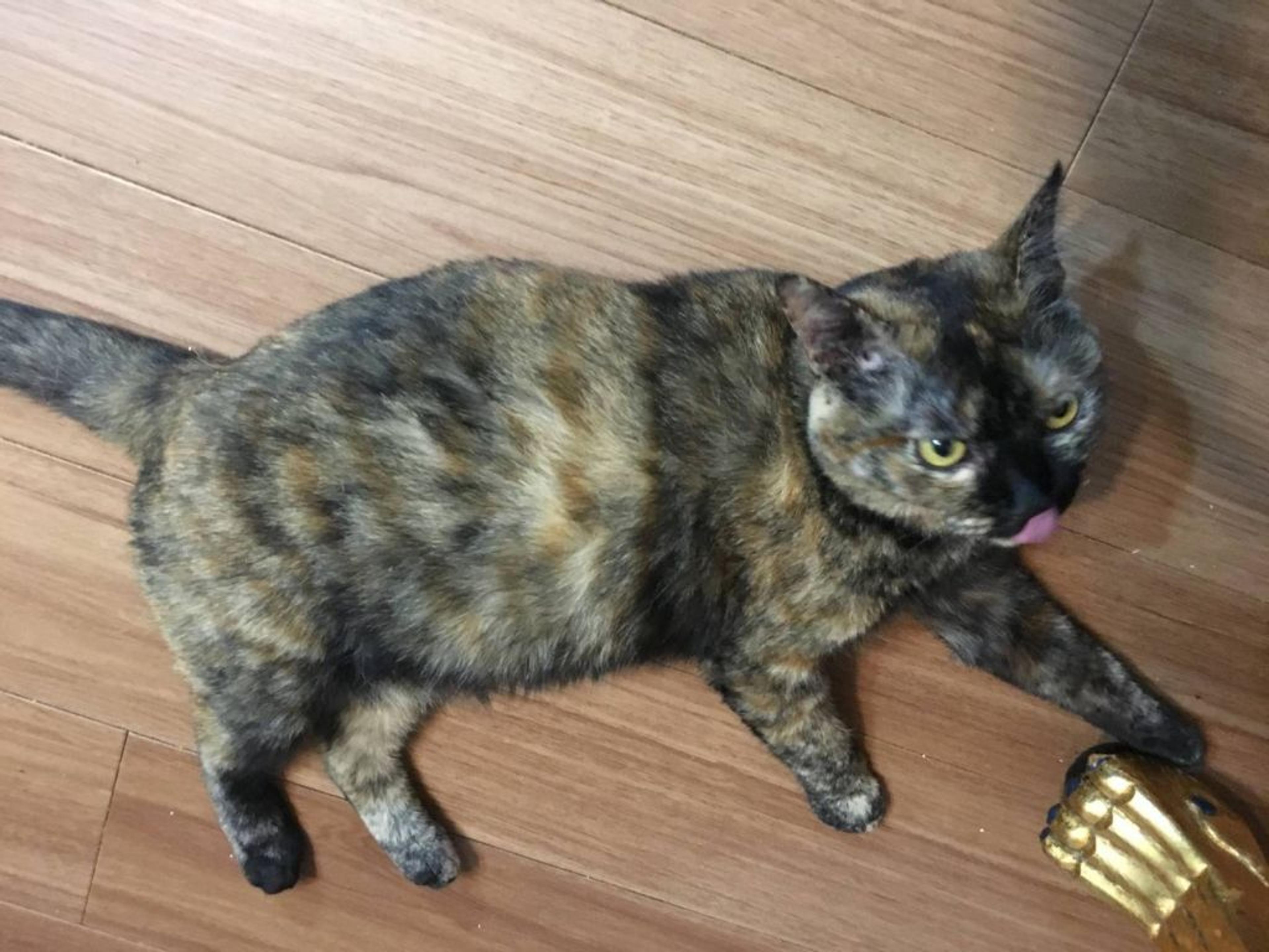 pet-image-2