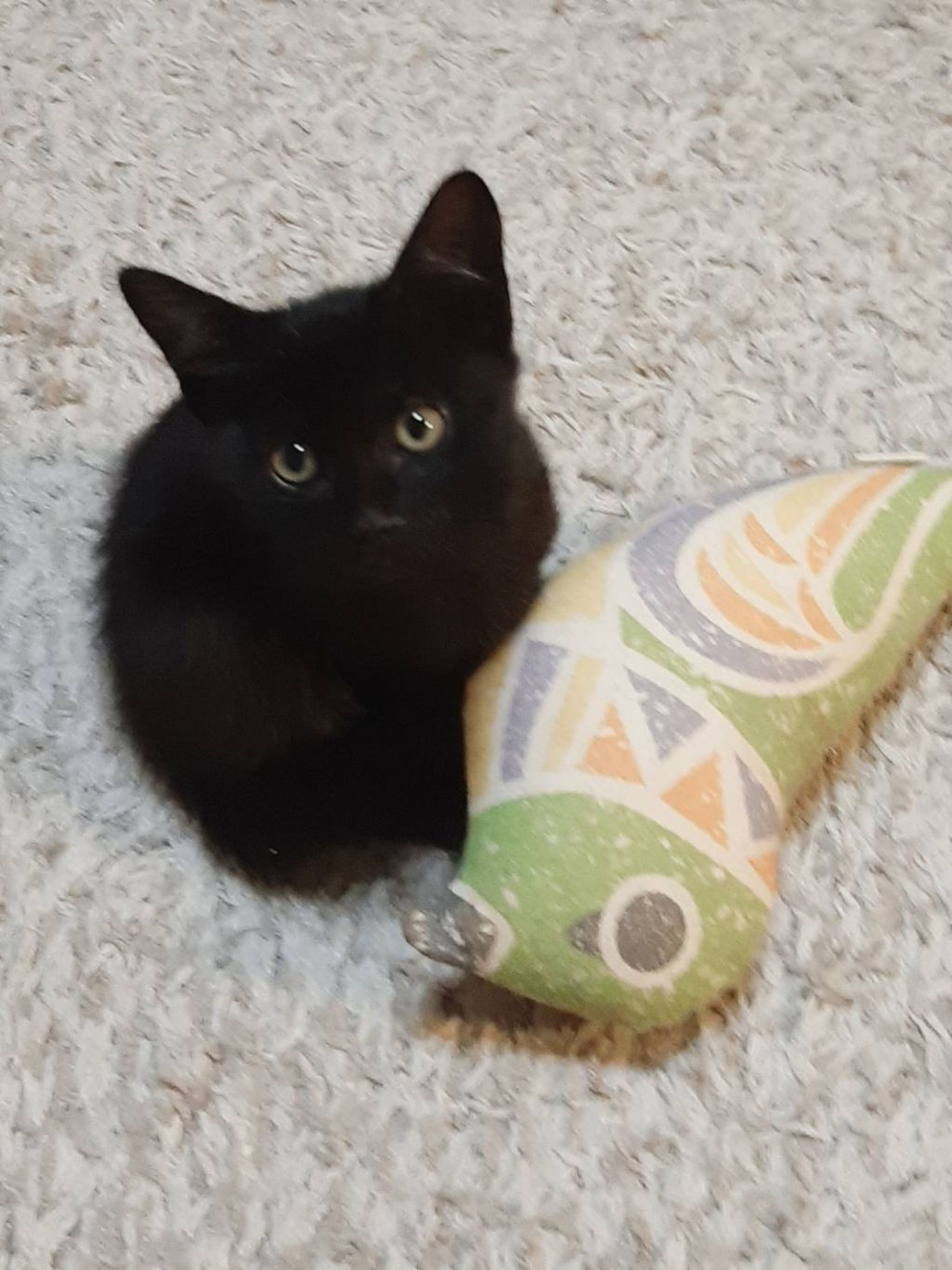 pet-image-2
