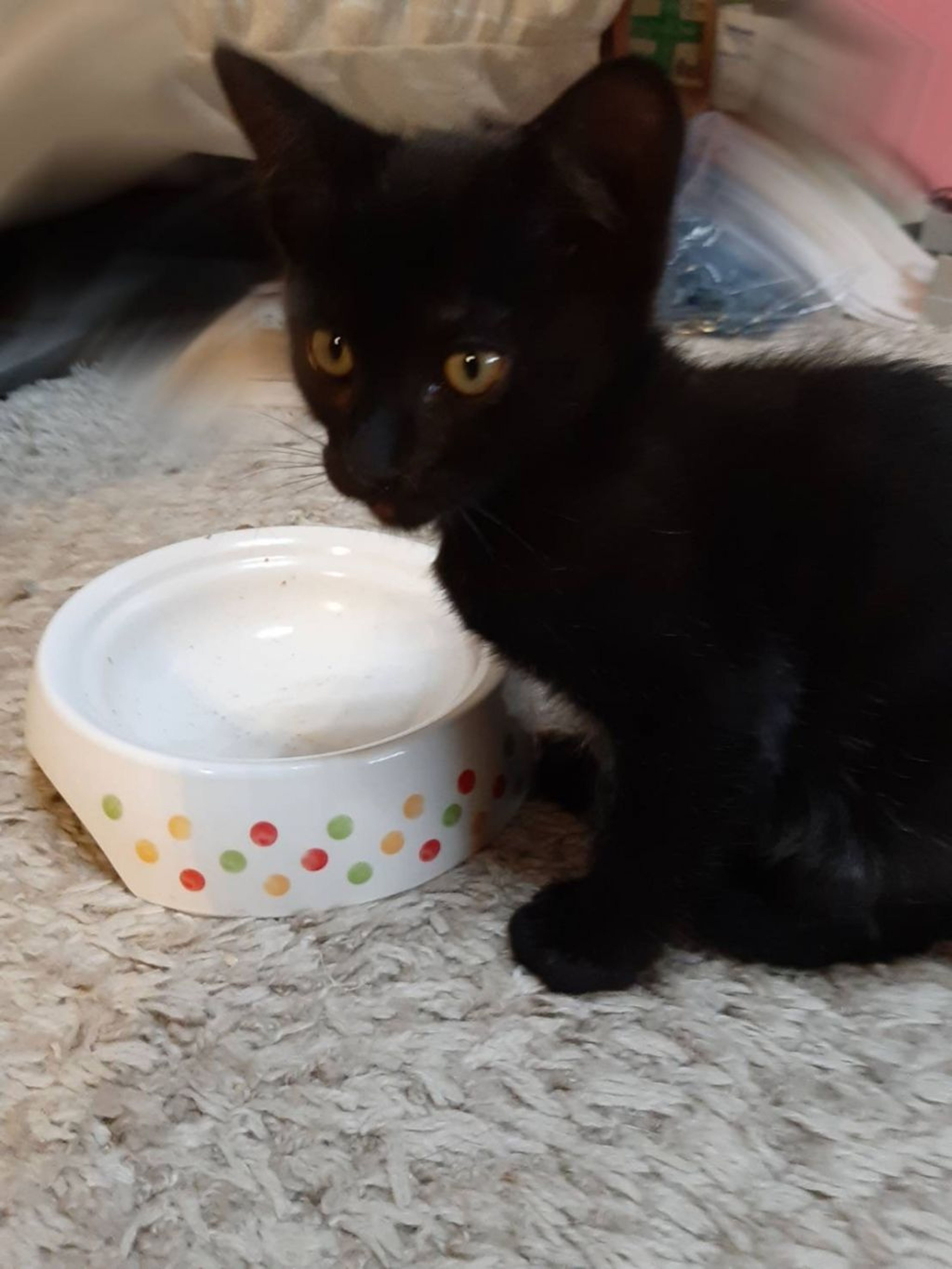 pet-image-3